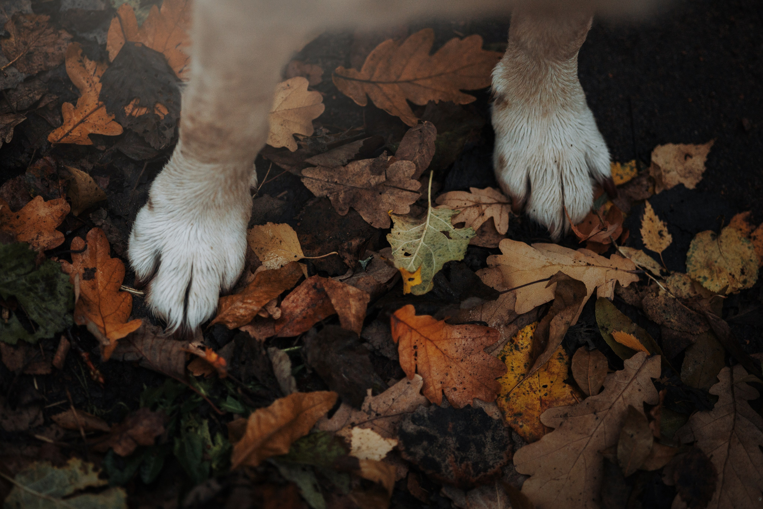 Оксана и Барон. Фотограф — Анималист | Санкт-Петербург