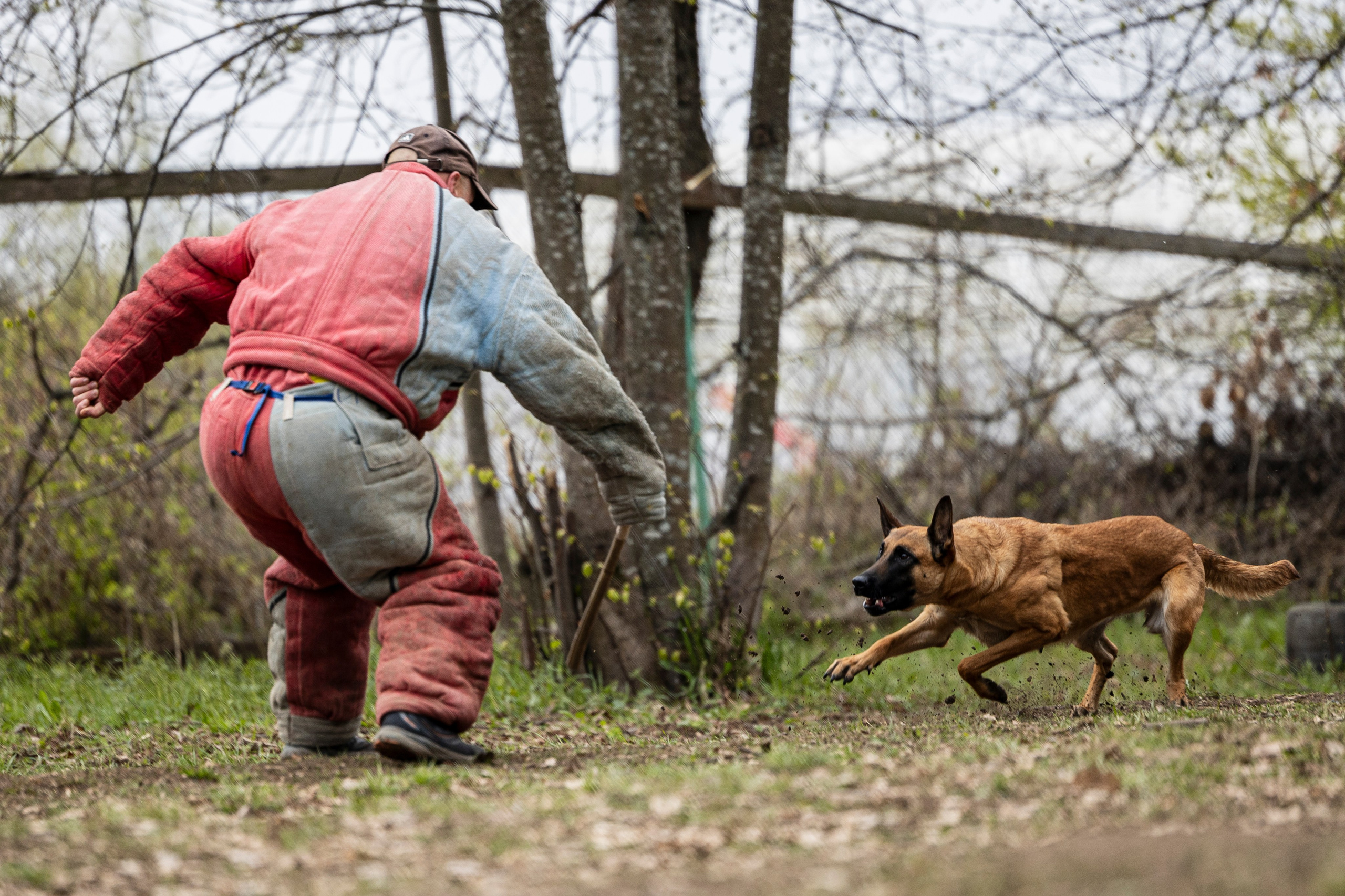 Квалификационные состязания по мондьорингу г. Вологда 11.05.24. Фотограф-анималист Анна Маринич