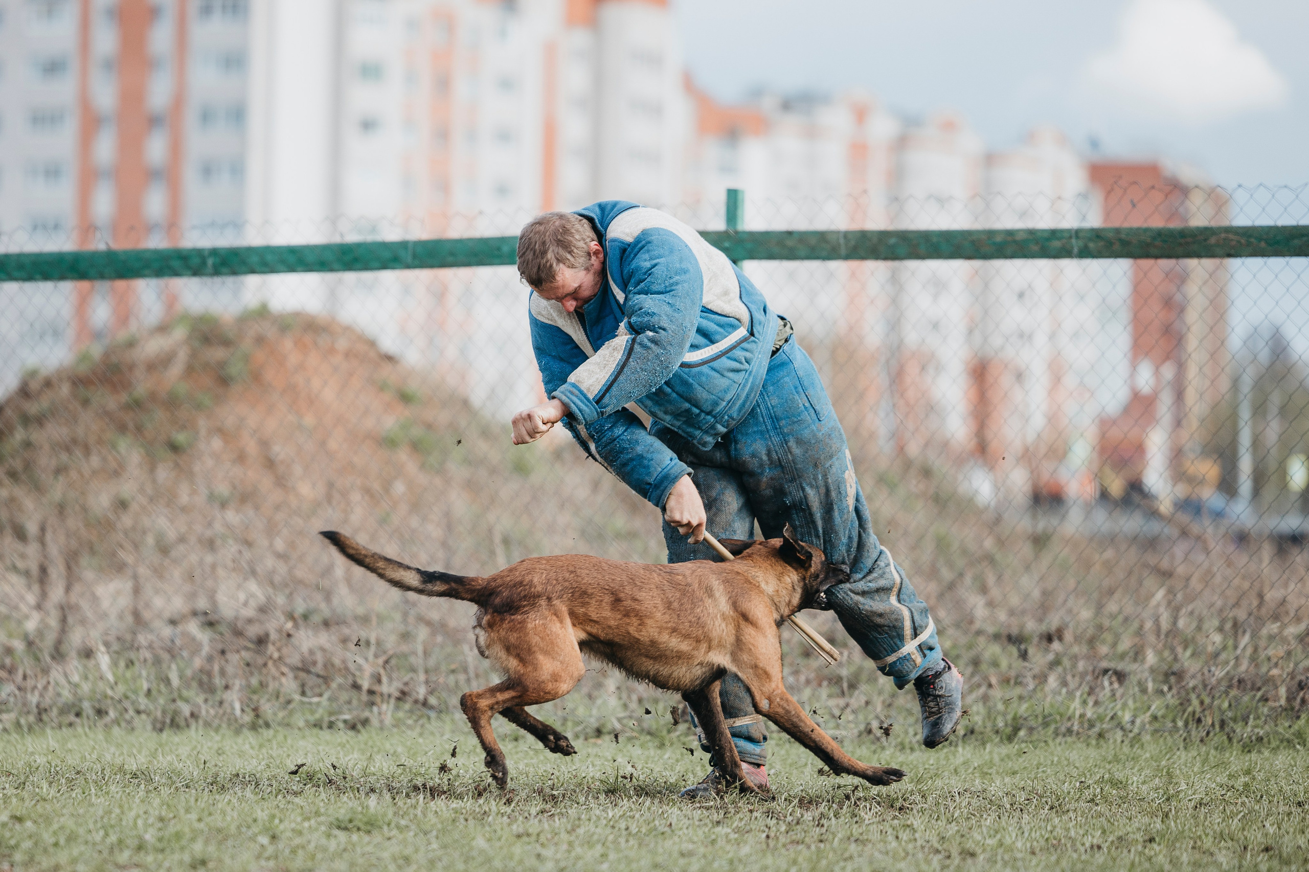 09.05.25 Вологда соревнования. Фотограф-анималист Анна Маринич