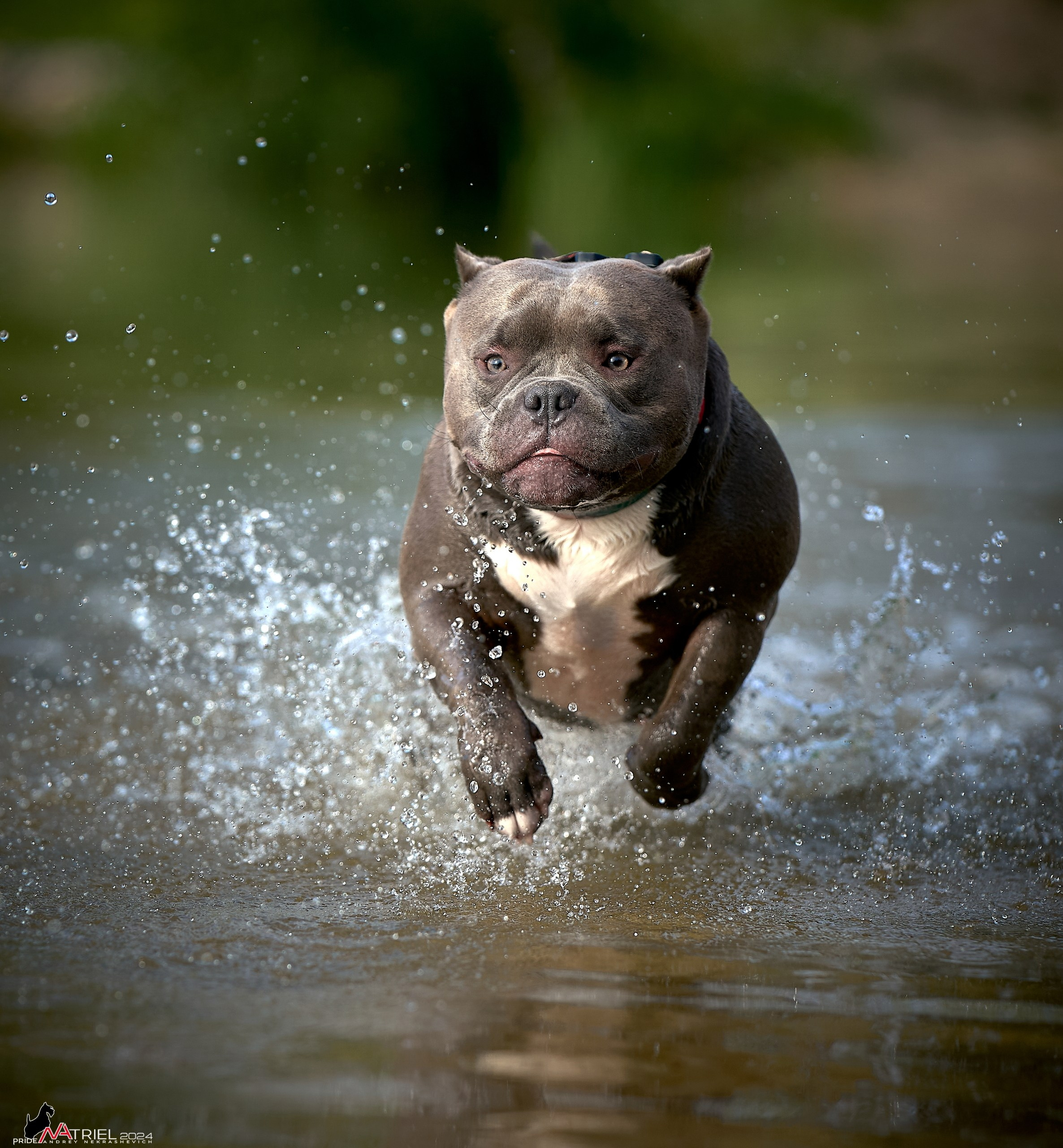 Фотопрогулка с булли