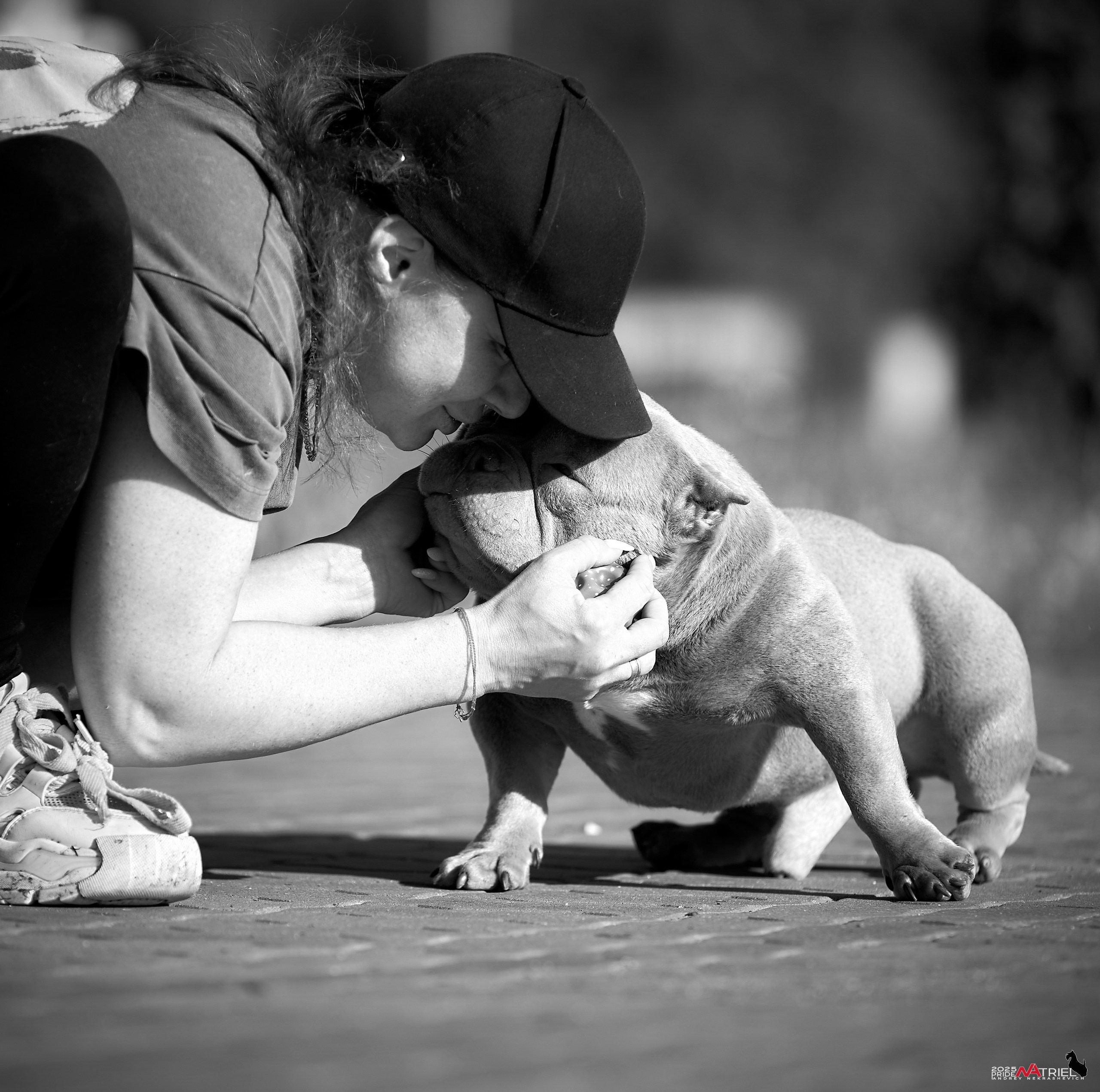 Съемка собак породы булли на природе