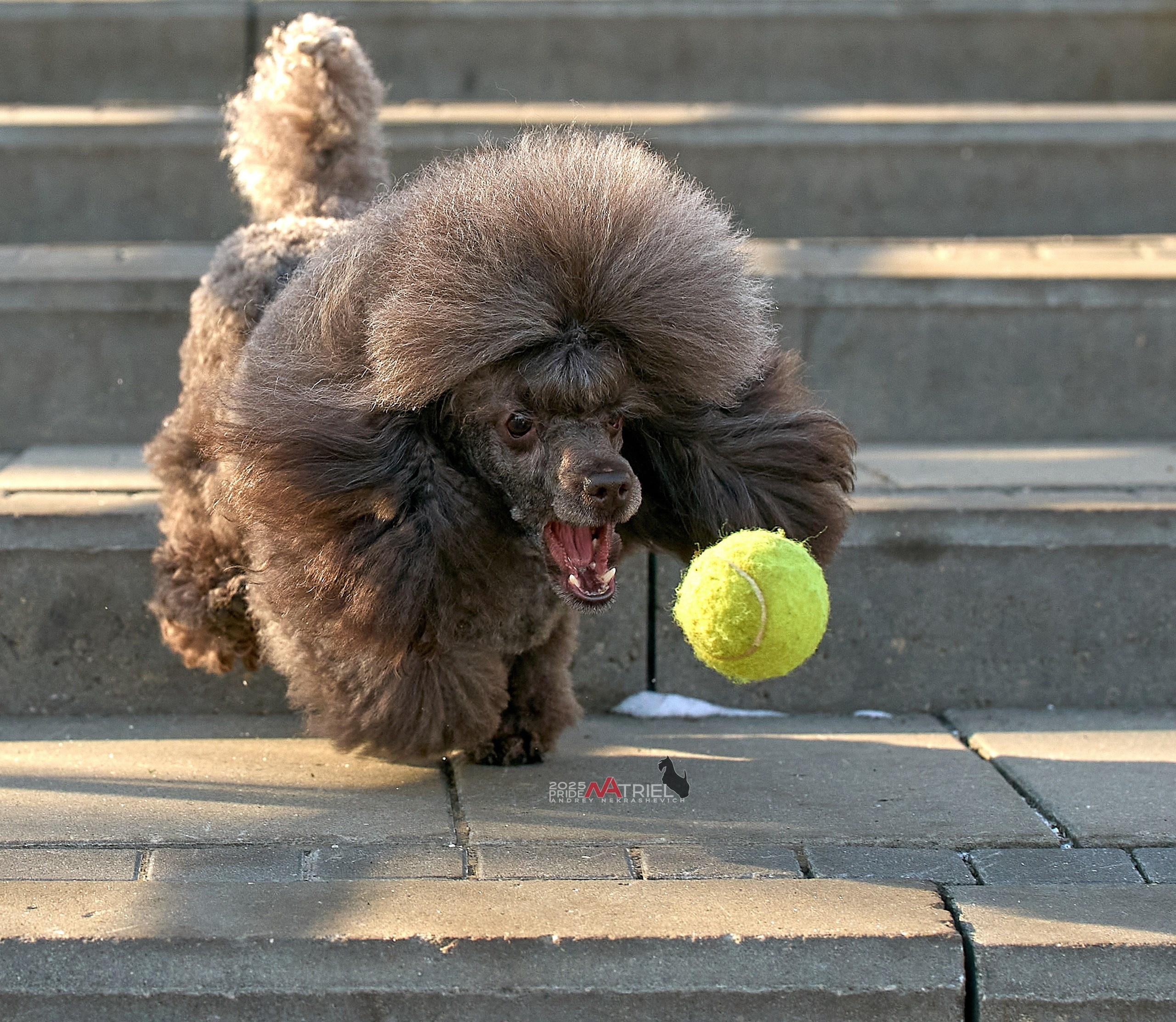 Фотопрогулка с пуделем