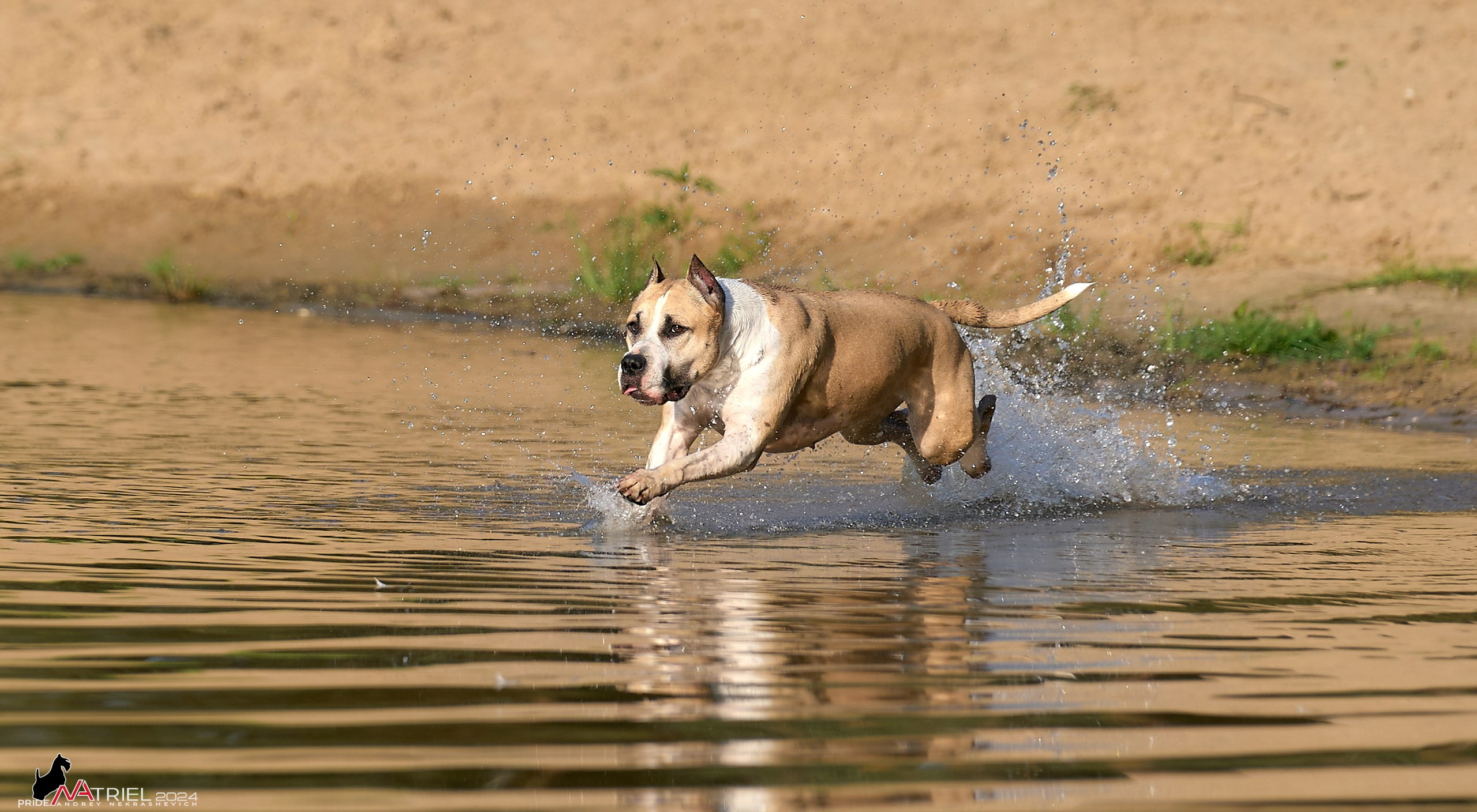 Фотопрогулка с булли