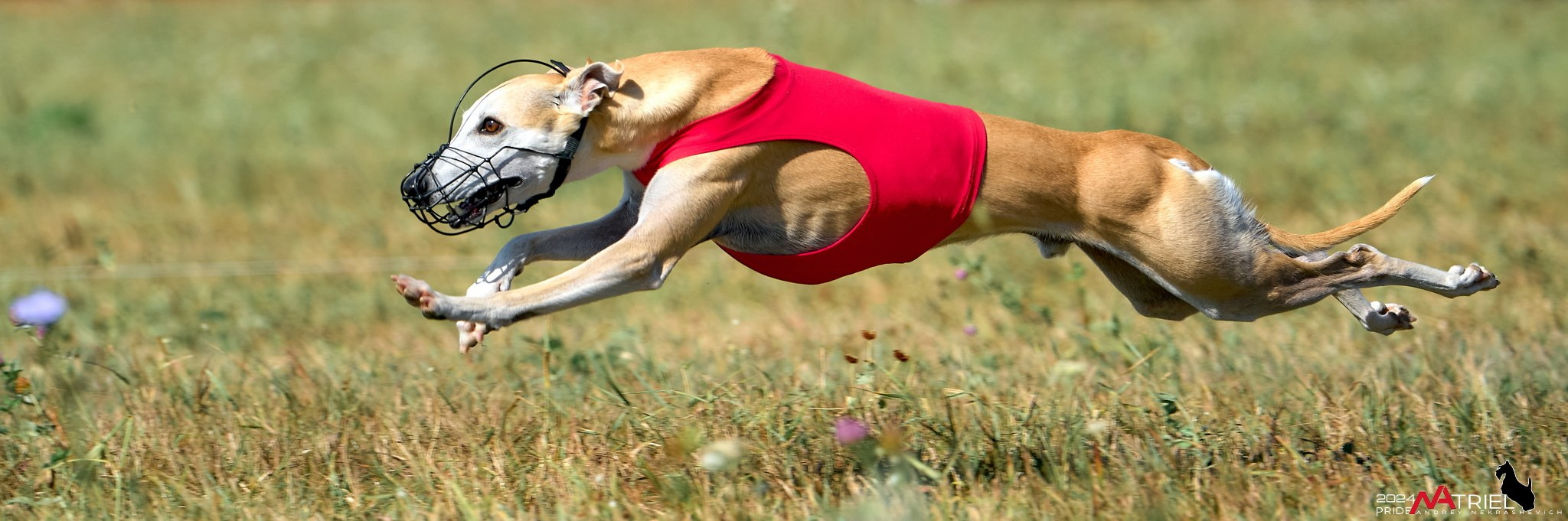 Курсинг в Иволге