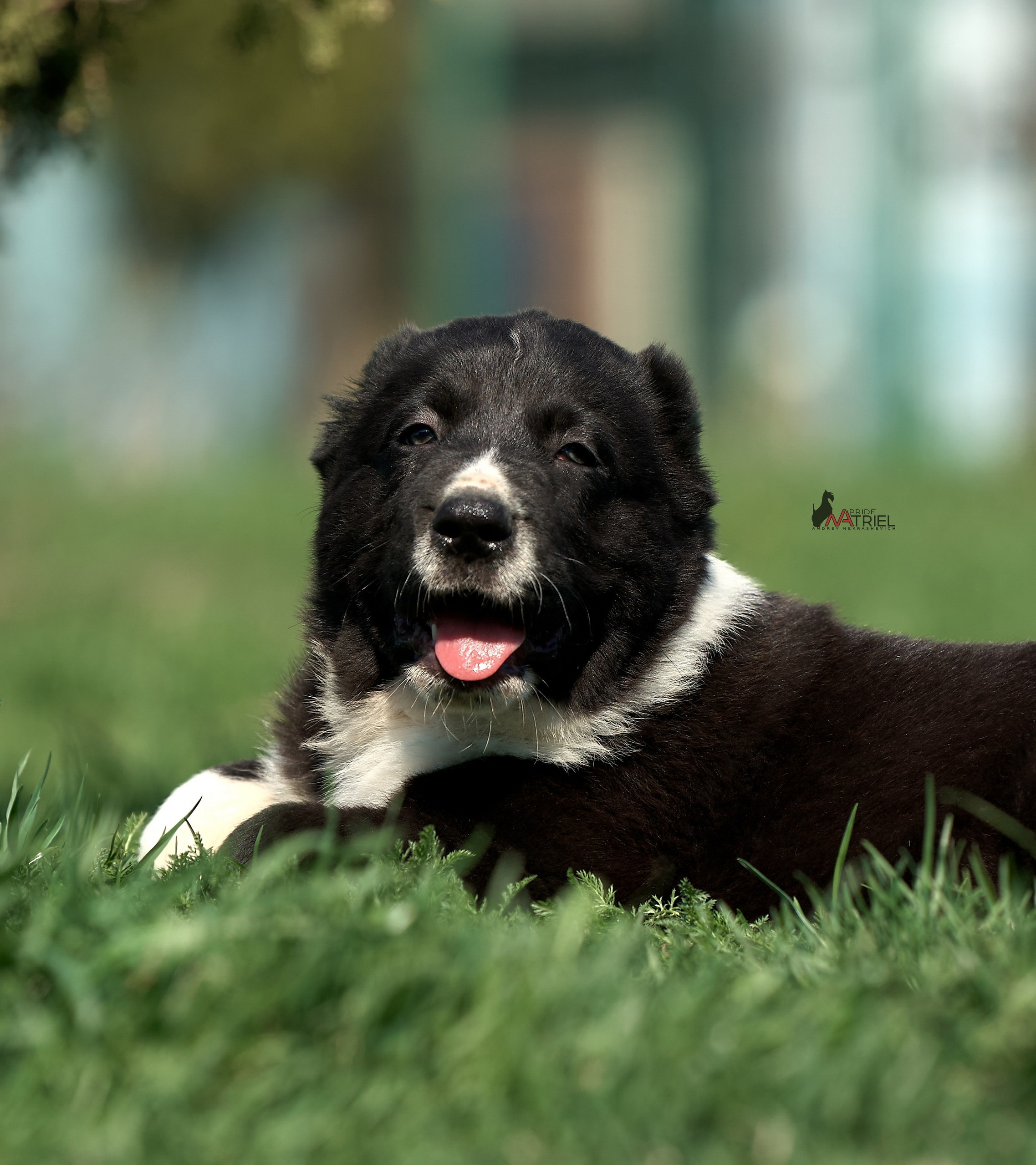 Среднеазиаты — щенки и взрослые