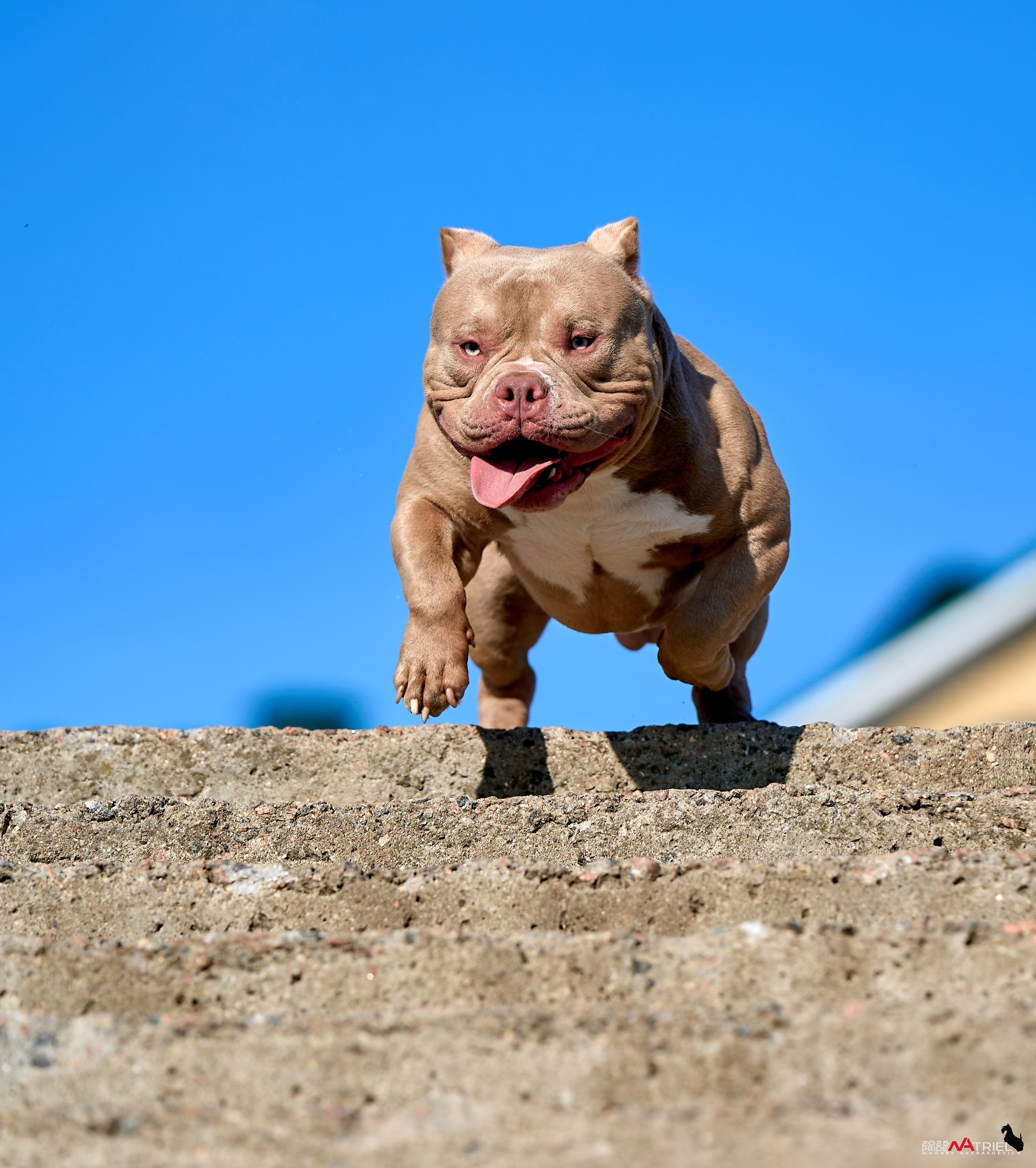 Съемка собак породы булли на природе
