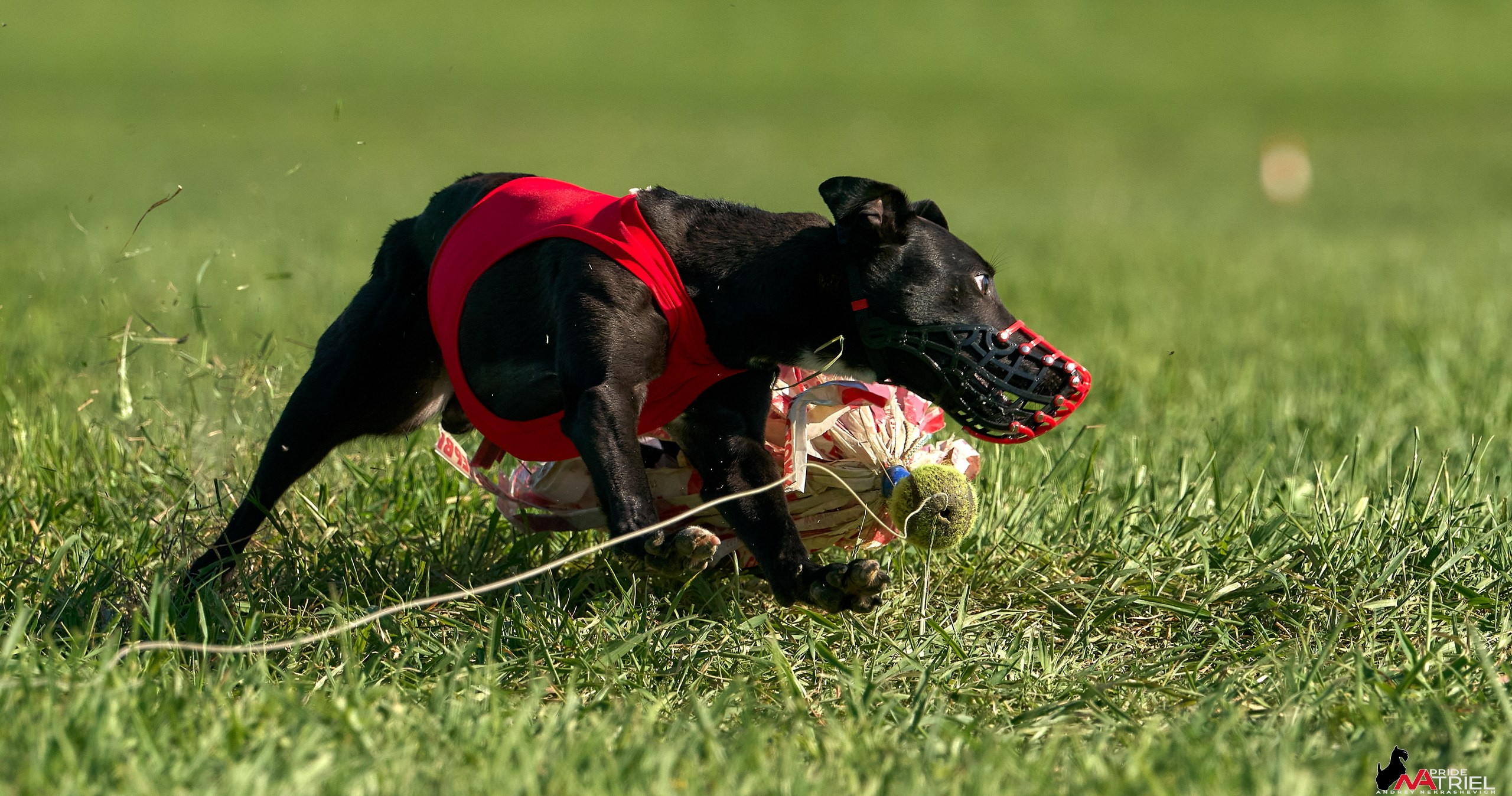 Съемка курсинг — галерея NATRIEL