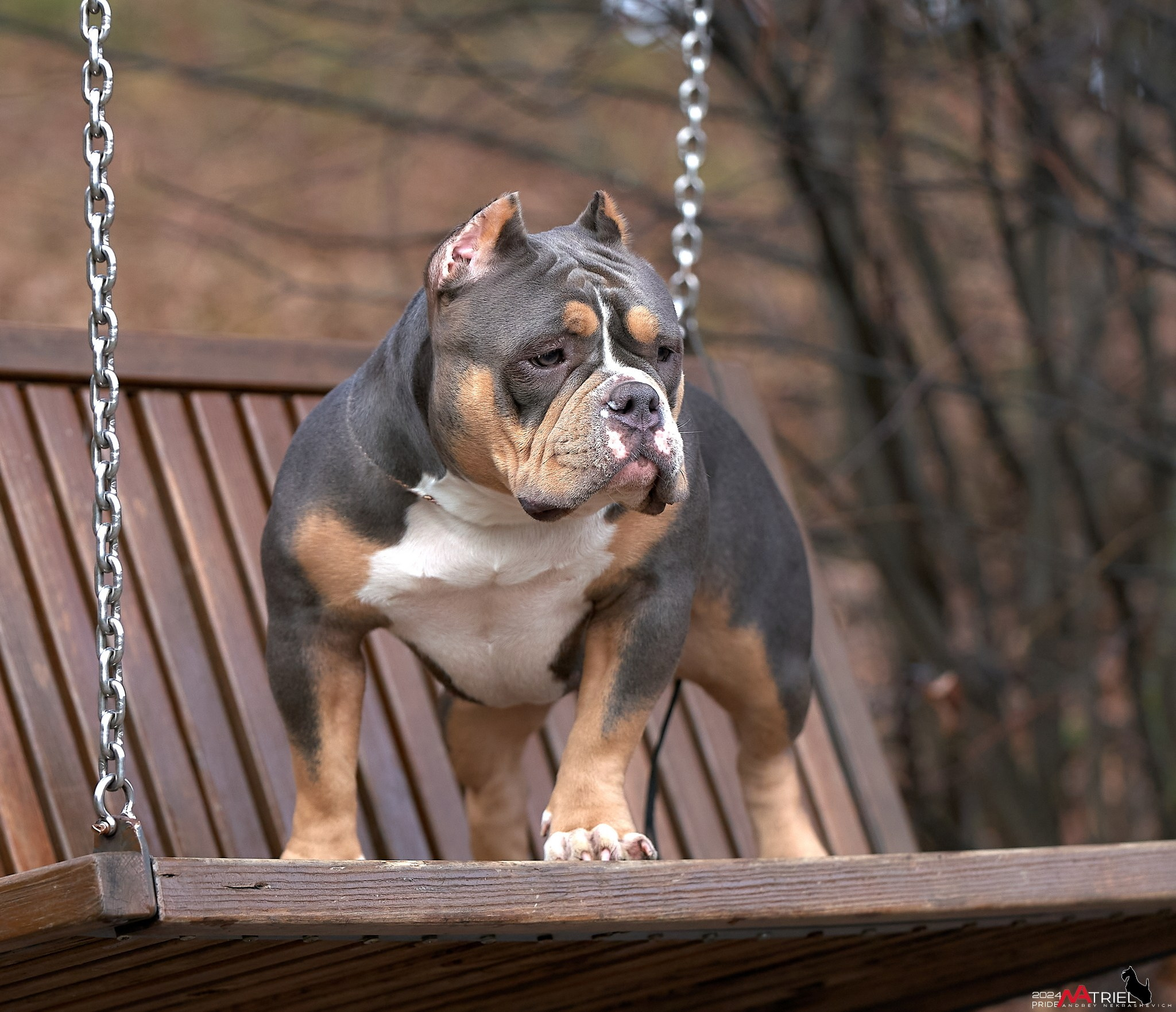 Фотопрогулка с булли в парке