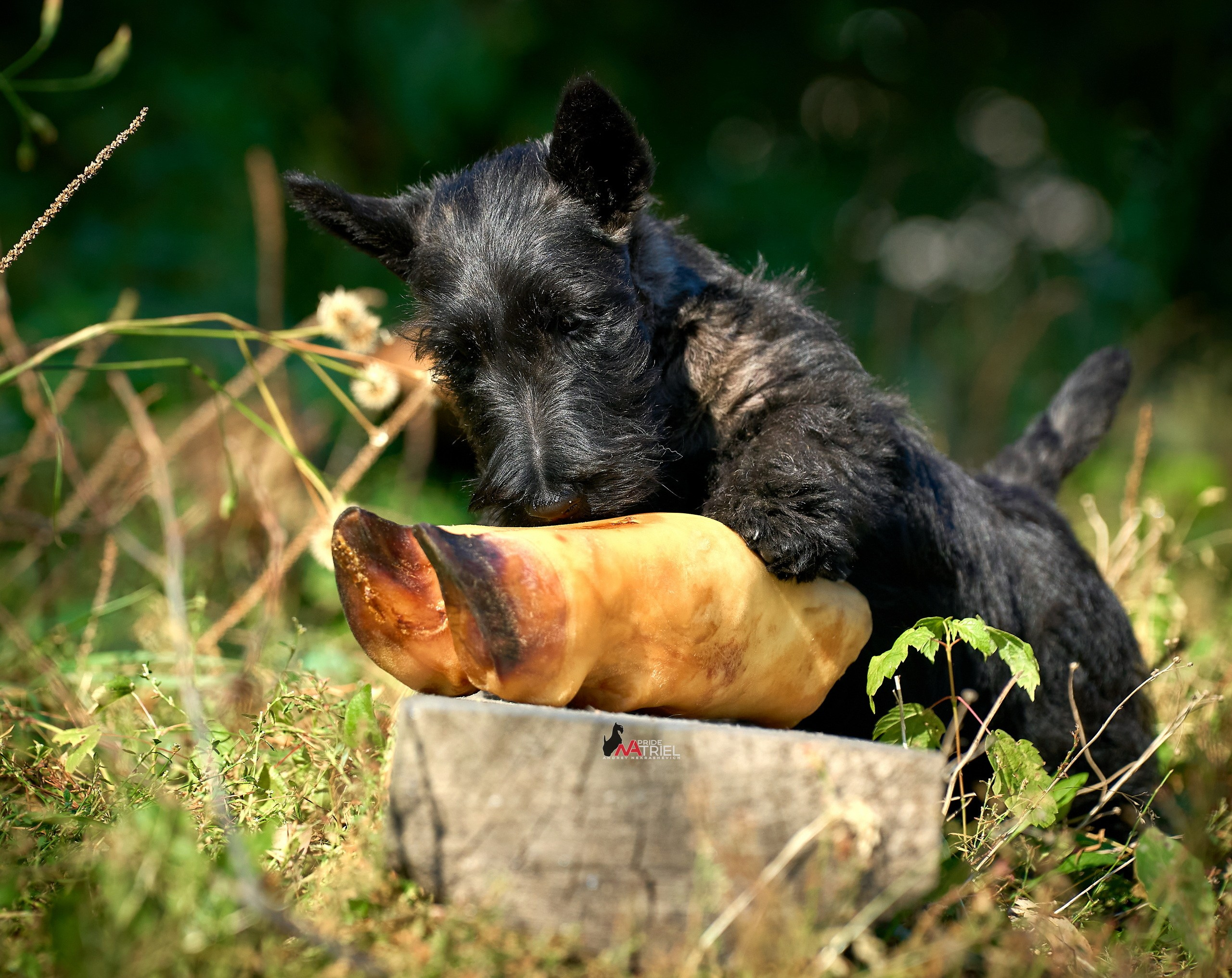 Щенки на прогулке — галерея NATRIEL