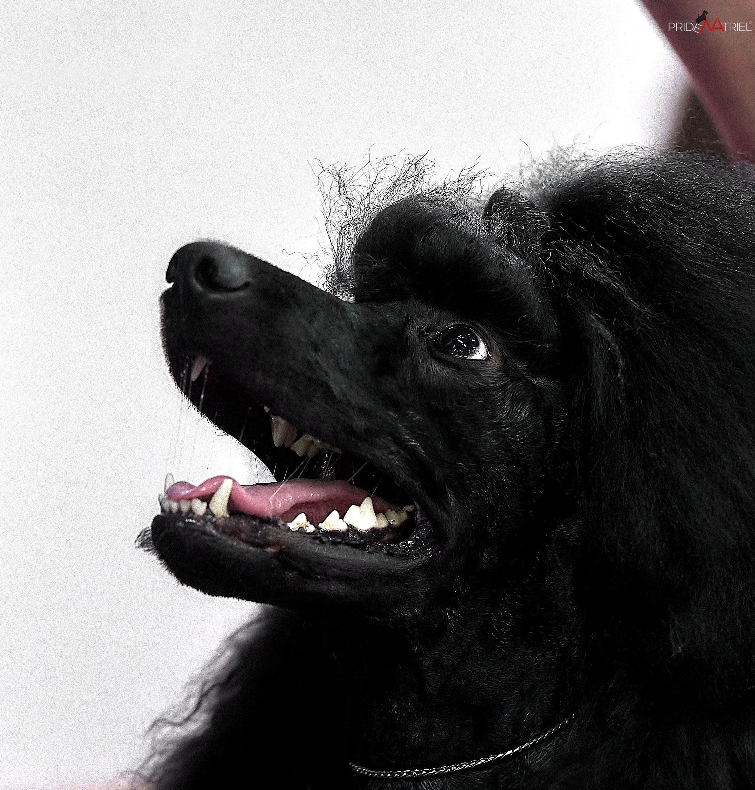 Портреты собак — галерея NATRIEL