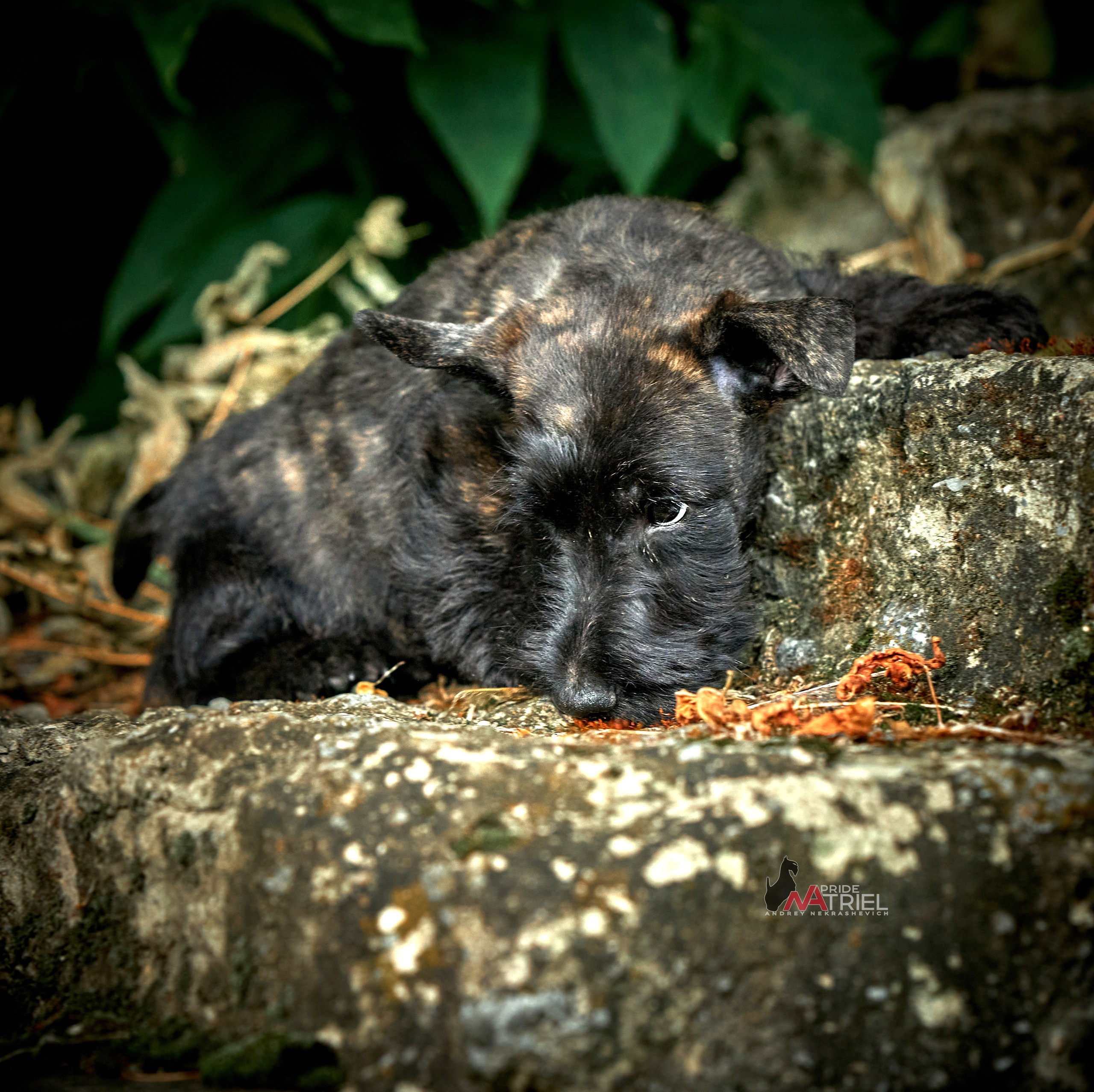 Щенки на прогулке — галерея NATRIEL