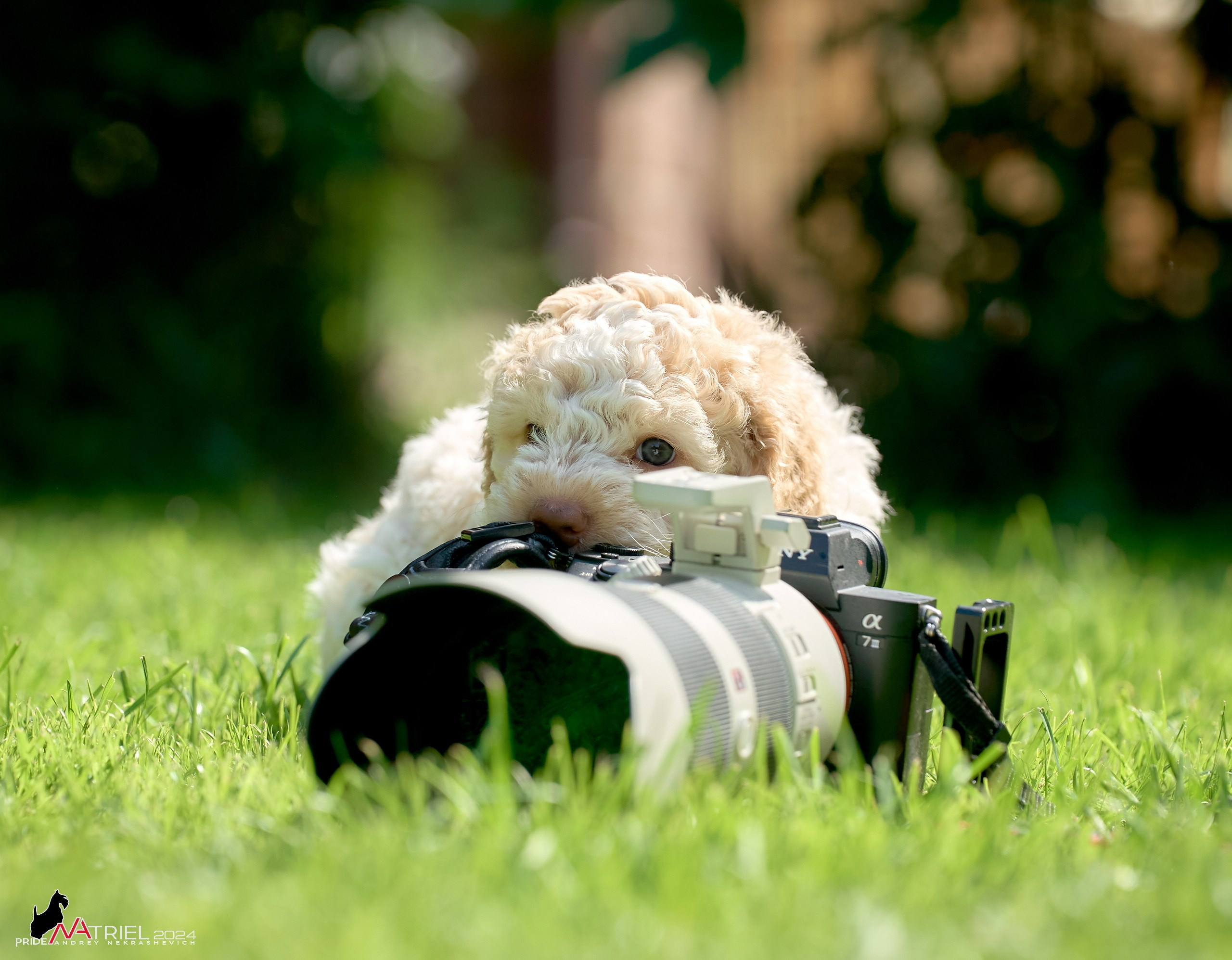 Съемка щенков лаготто