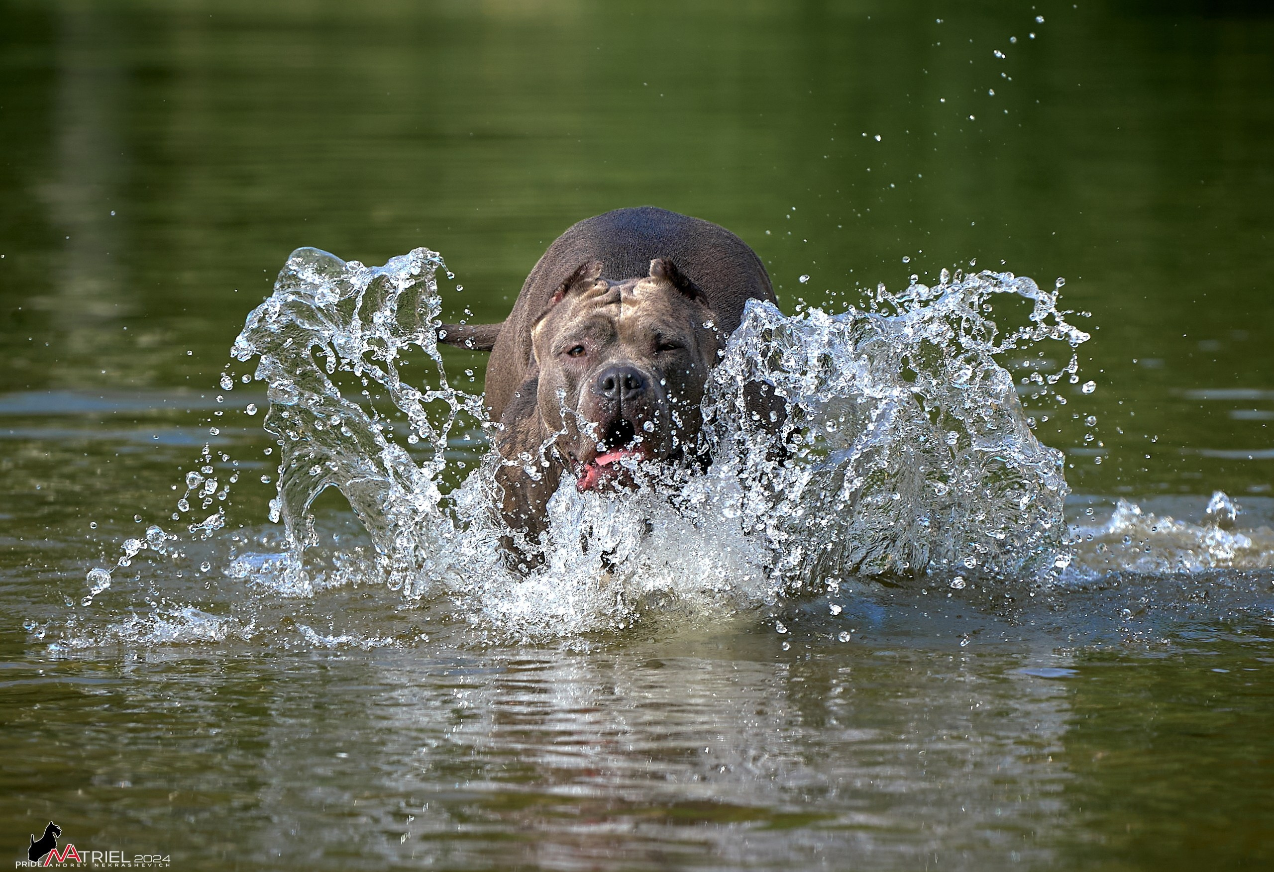 Фотопрогулка с булли