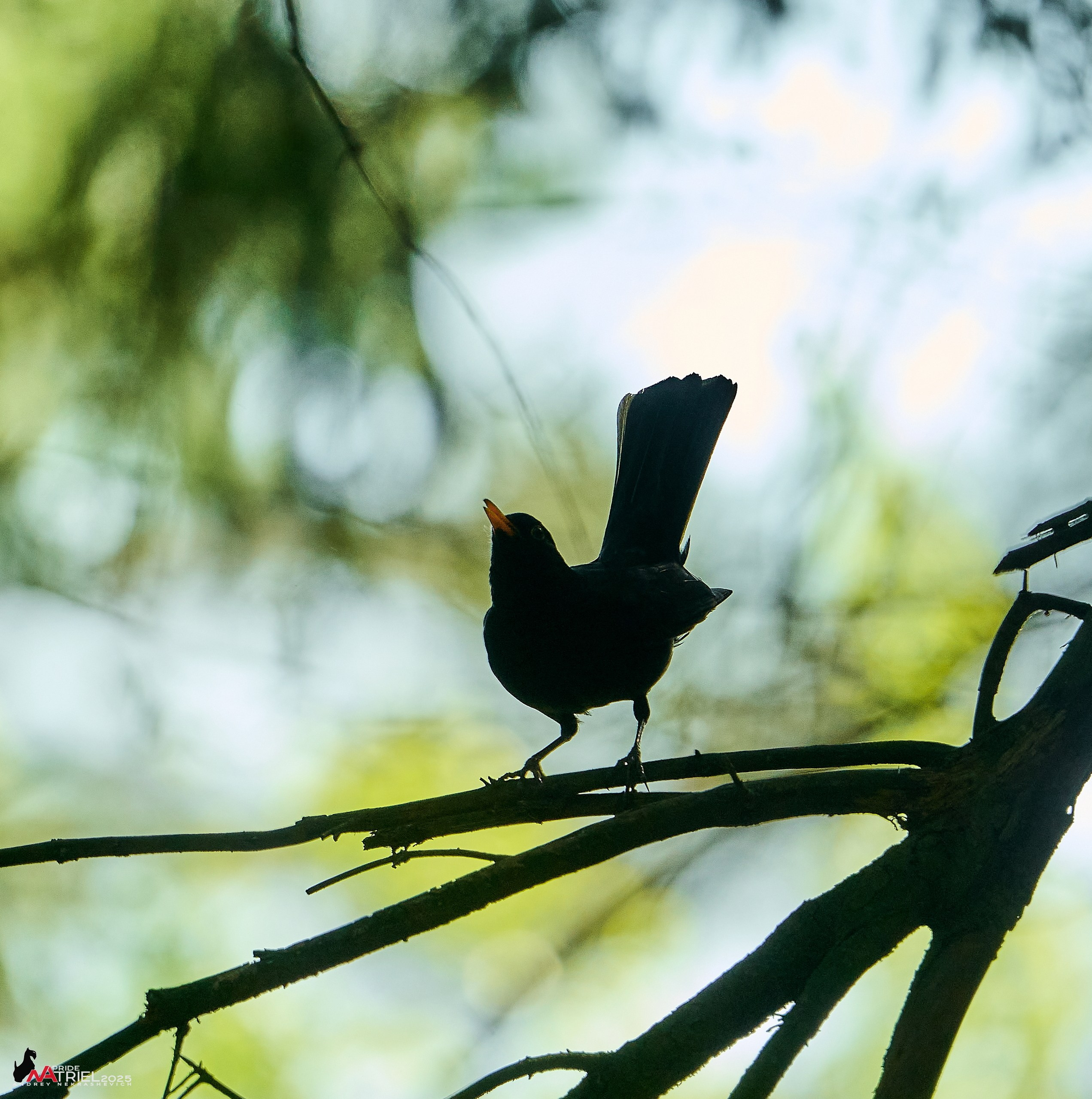 Съемка в майском лесу