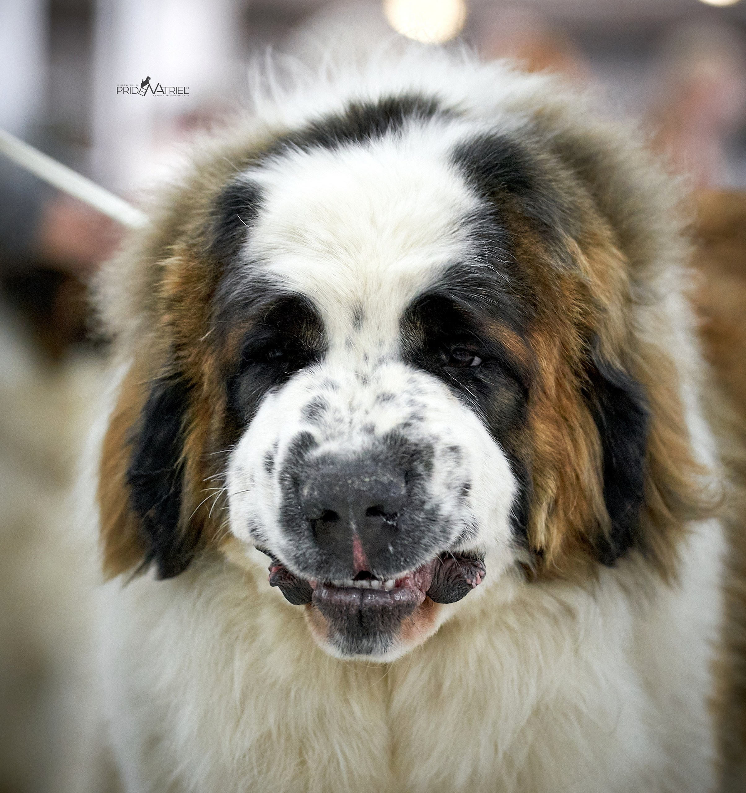 Портреты собак — галерея NATRIEL