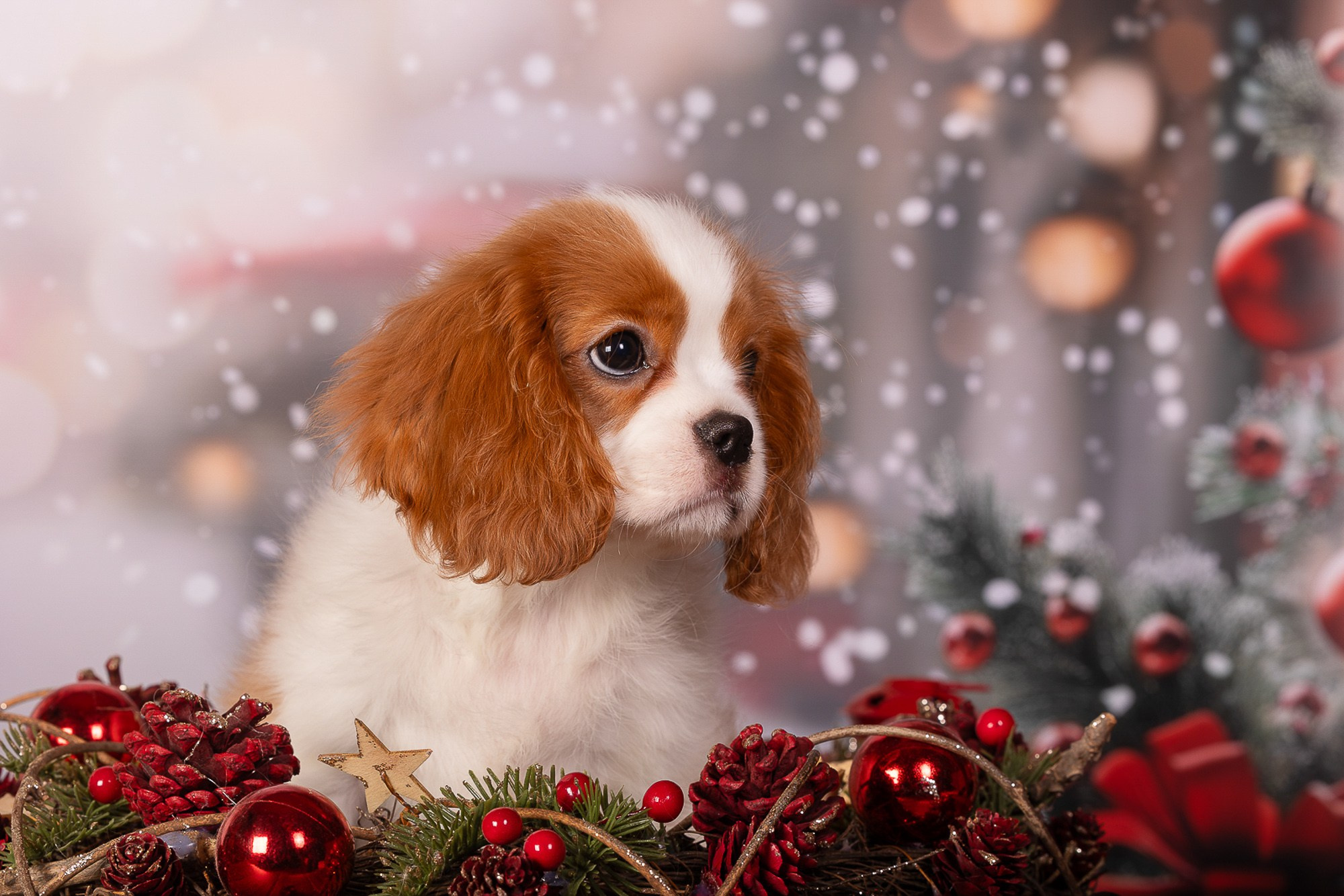 Фотосъёмки щенков. Фотограф-анималист Natalia Deingel | Фотосъемка собак в Москве