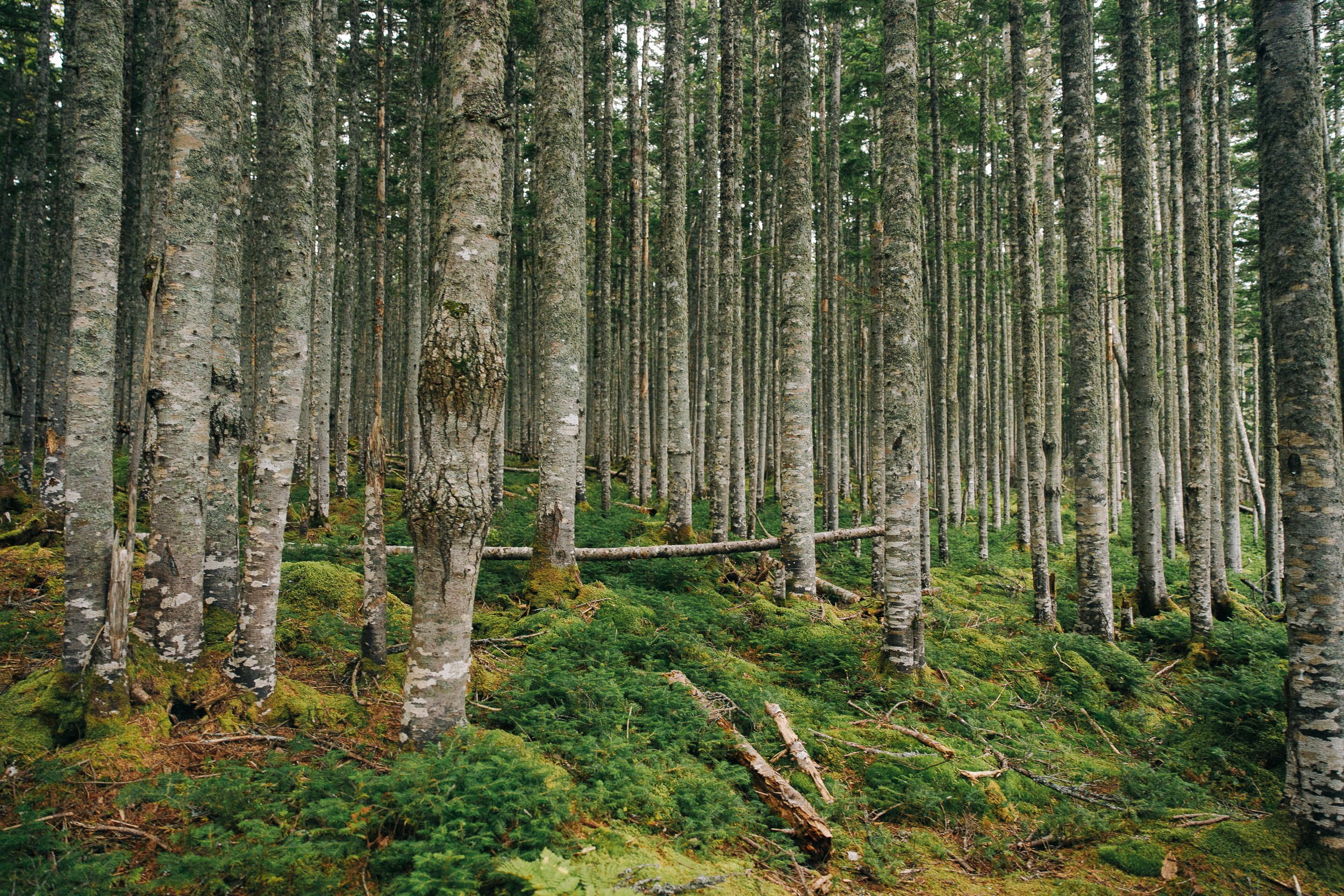 Сахалин (Итуруп)