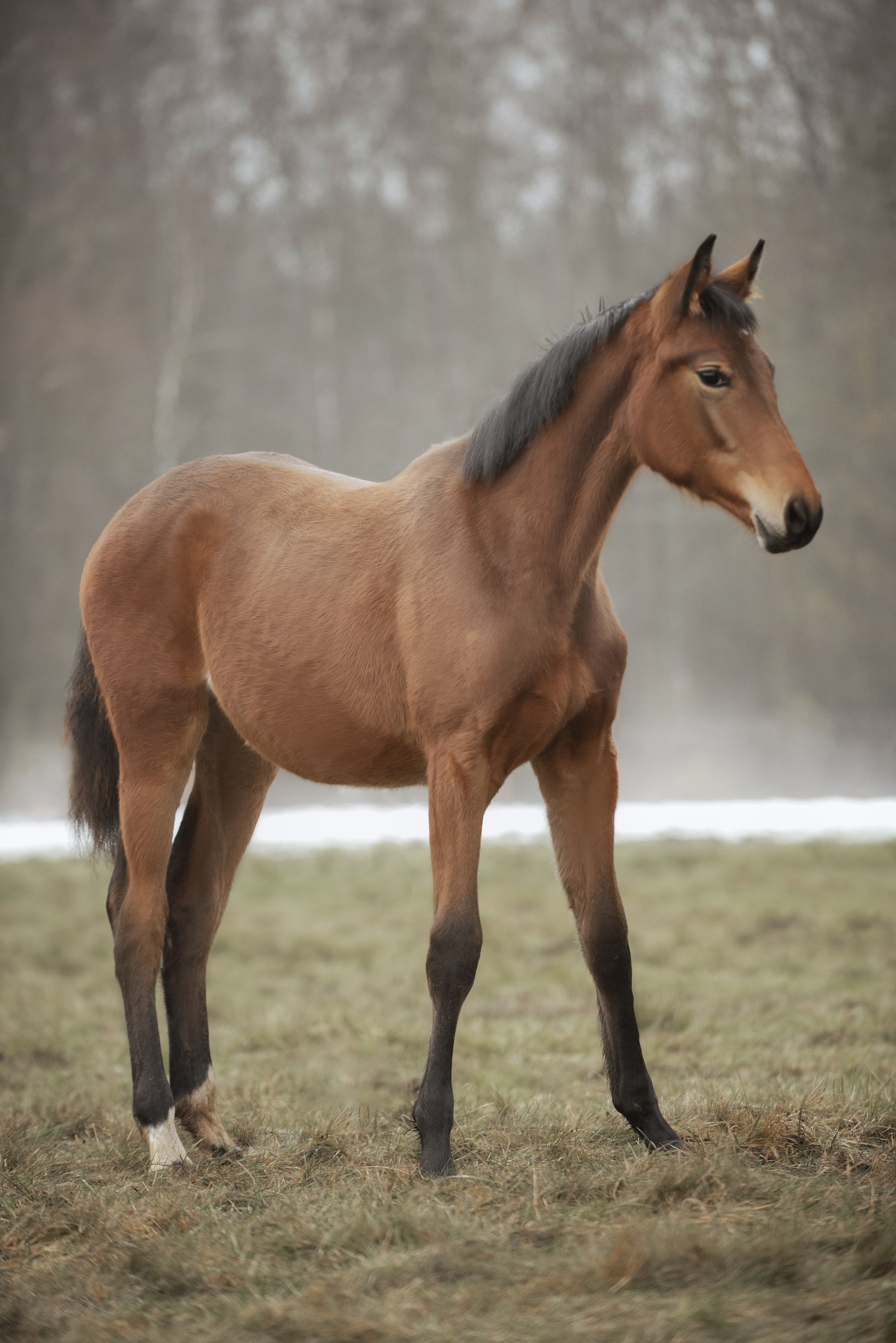 Мелкаши ЮНА. Куракина Дарья • Конный фотограф