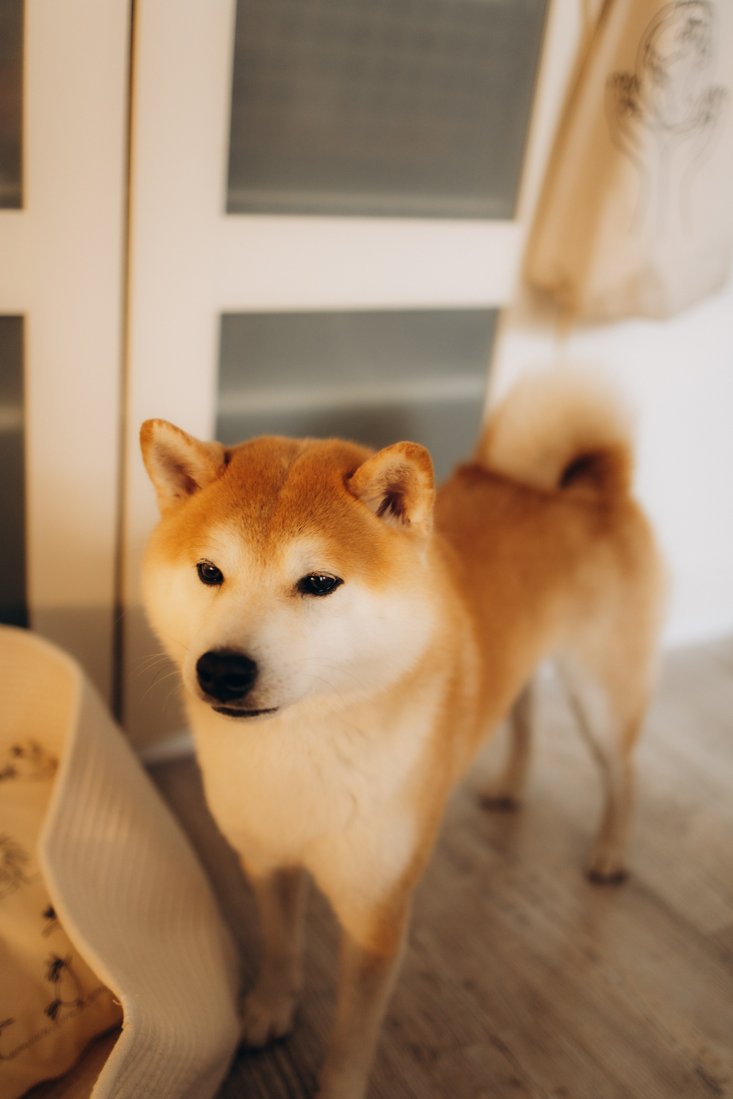 Малышка Луна. Семейный, ньюборн newborn фотограф, фотограф новорождённых в Санкт-Петербурге, Пушкине, Павловске. Павлова Анастасия