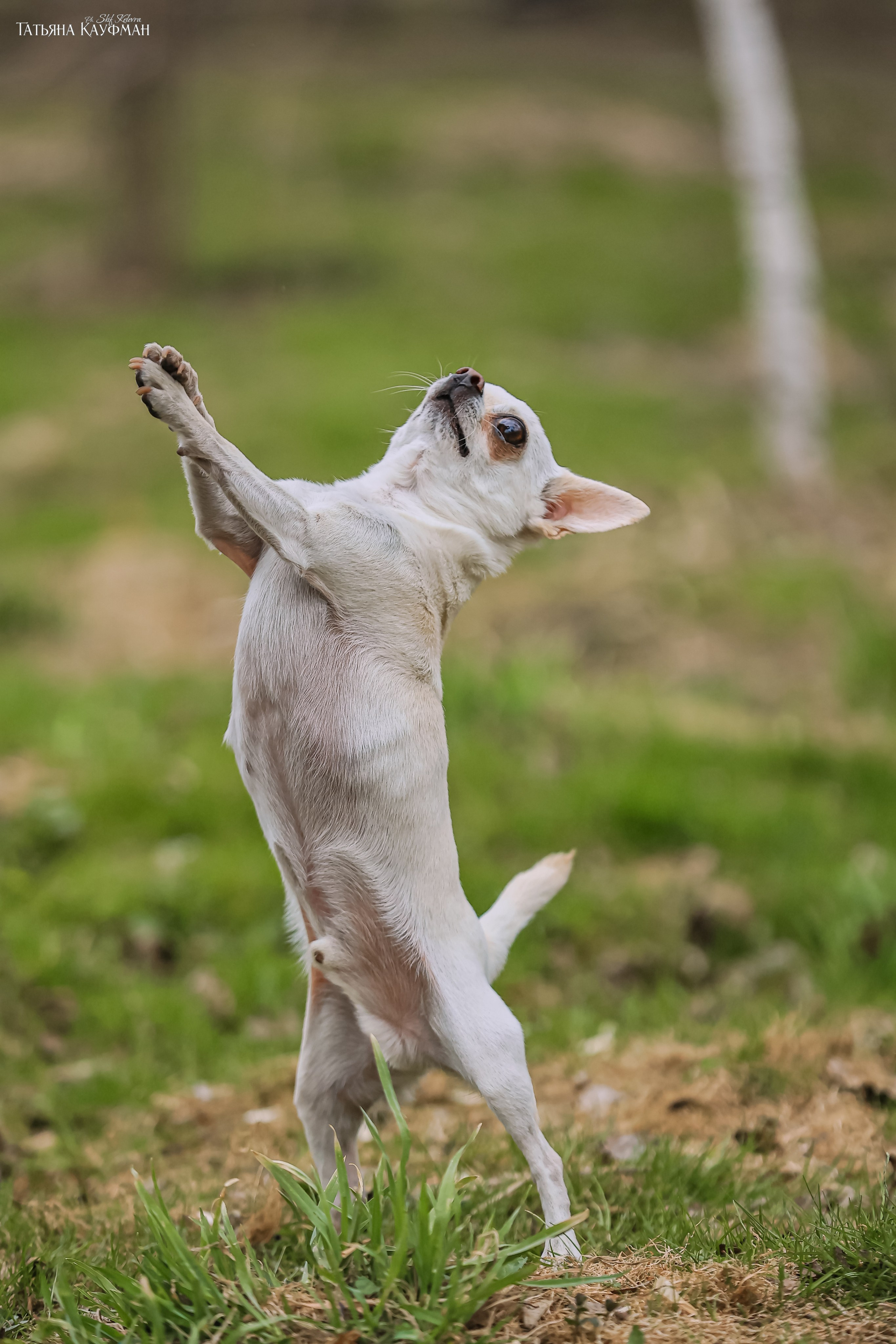 Салюки, фотография салюки, красивая собака, фотограф анималист, фотокурс Анималистика, научиться фотографировать собак, фотограф Новосибирск