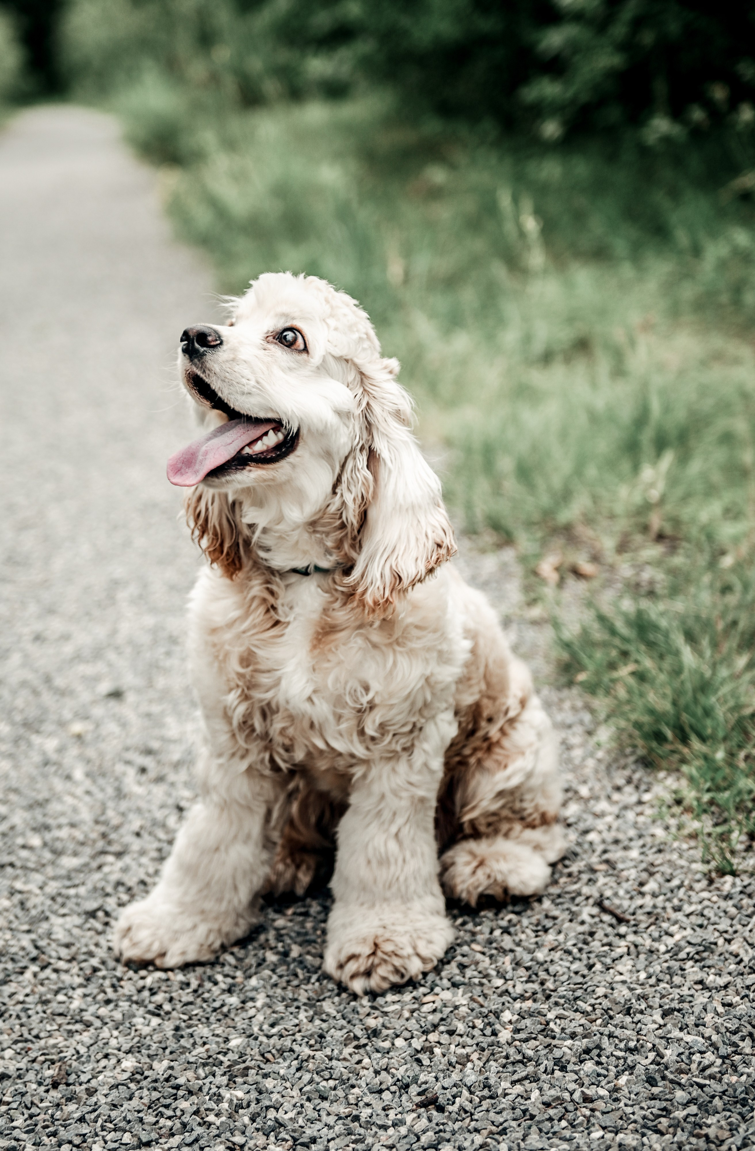 Love story прогулка вместе с песиком))). Свадебный, семейный, детский, контент фотограф в Омске Максим Ильин