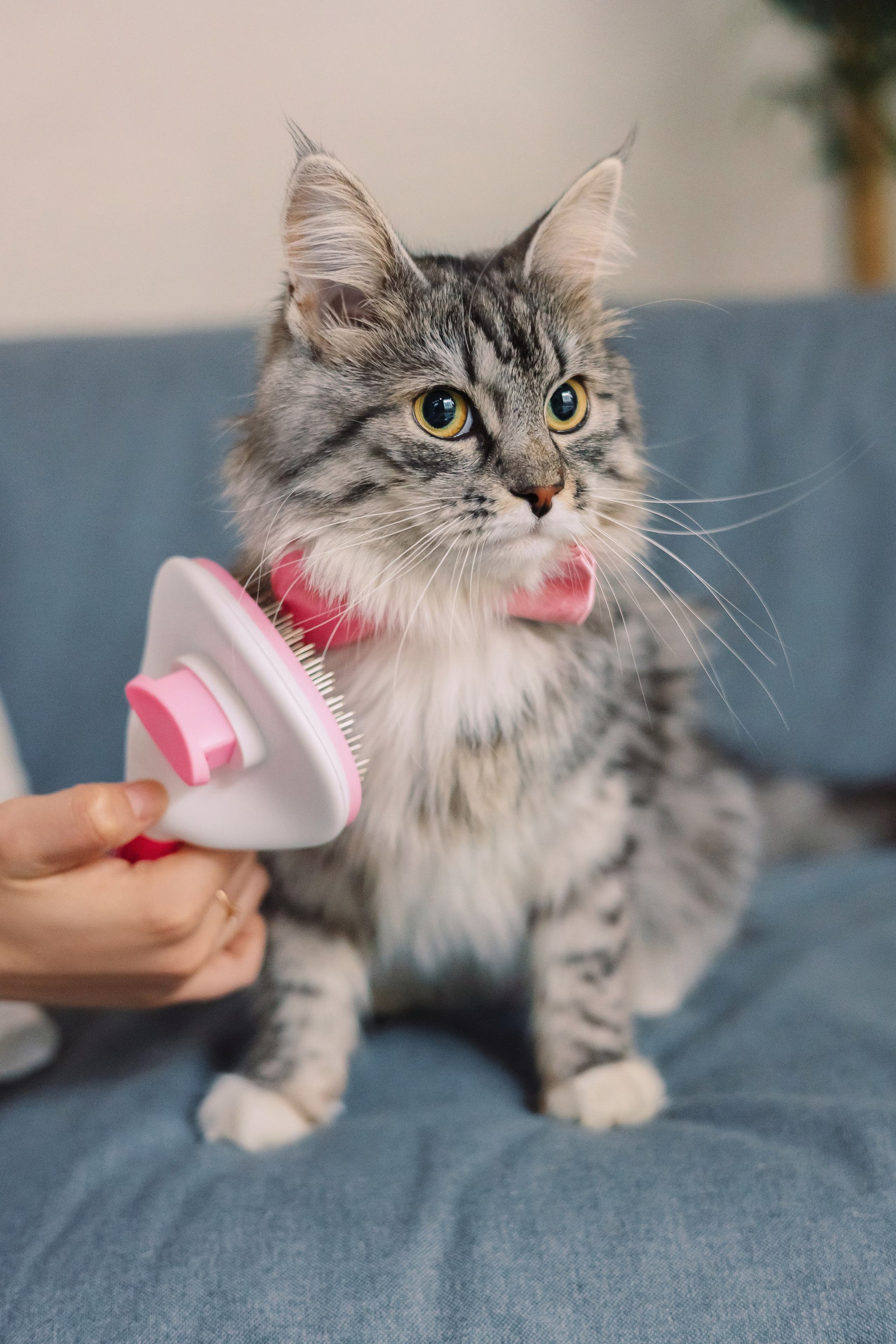 Магазин Friend of mine. Фотограф-анималист Елена Радченко, Москва