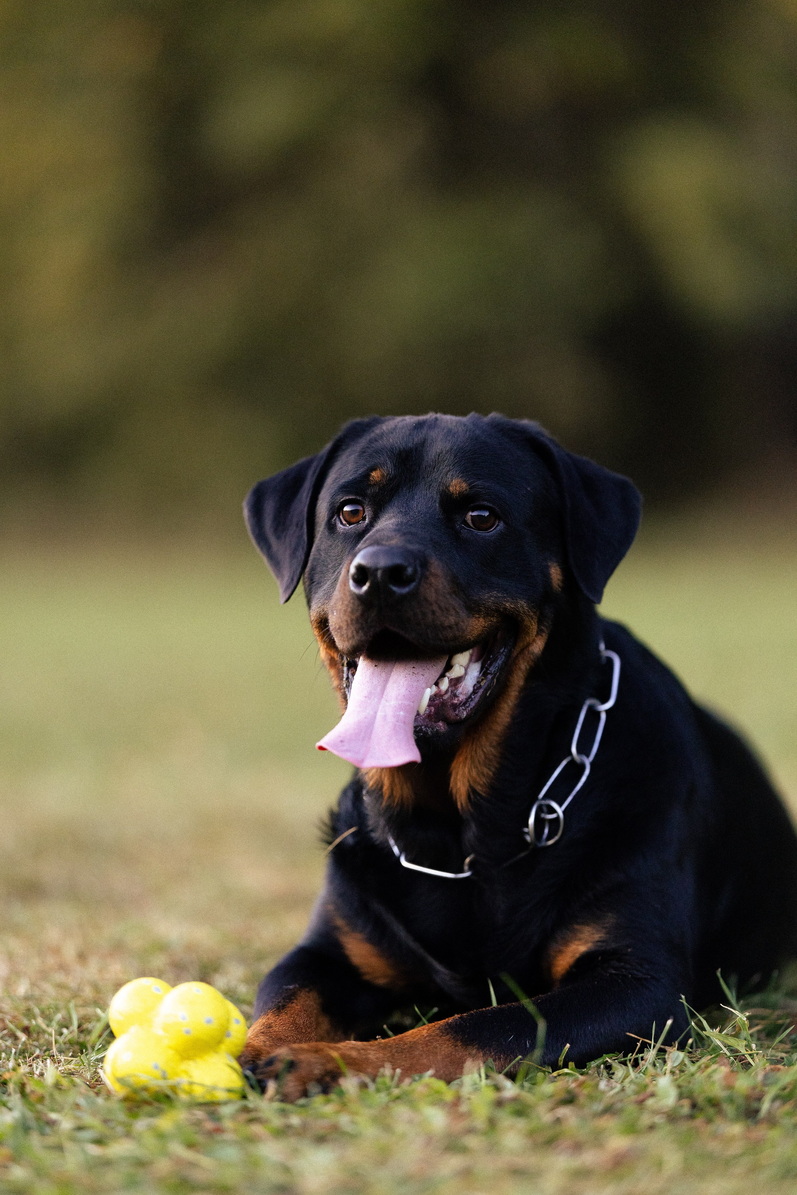 Катя, Леша, Лея и Трой. Фотограф и видеограф анималист Аганина Дарья