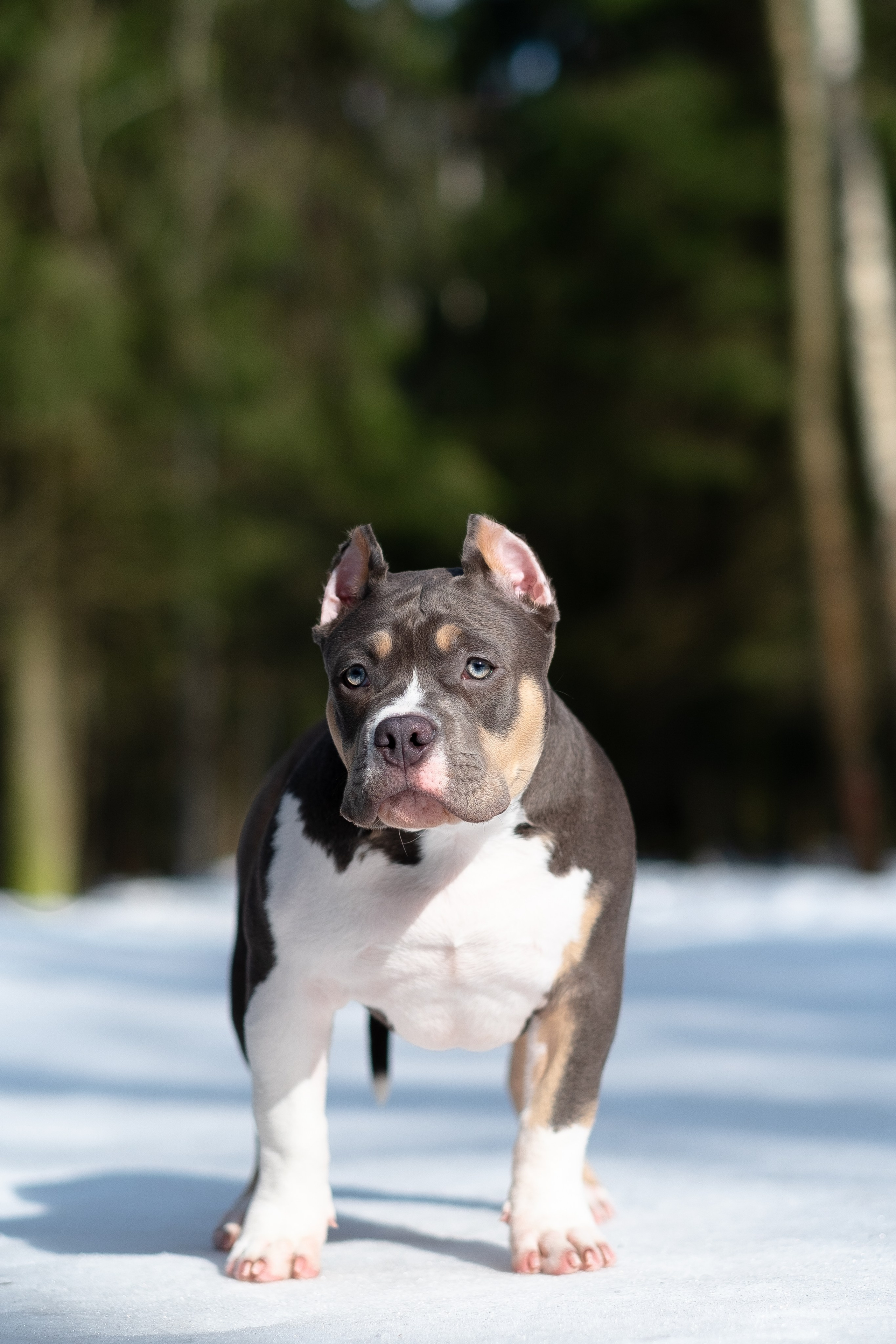Валерия и Наган. Фотограф и видеограф анималист Аганина Дарья