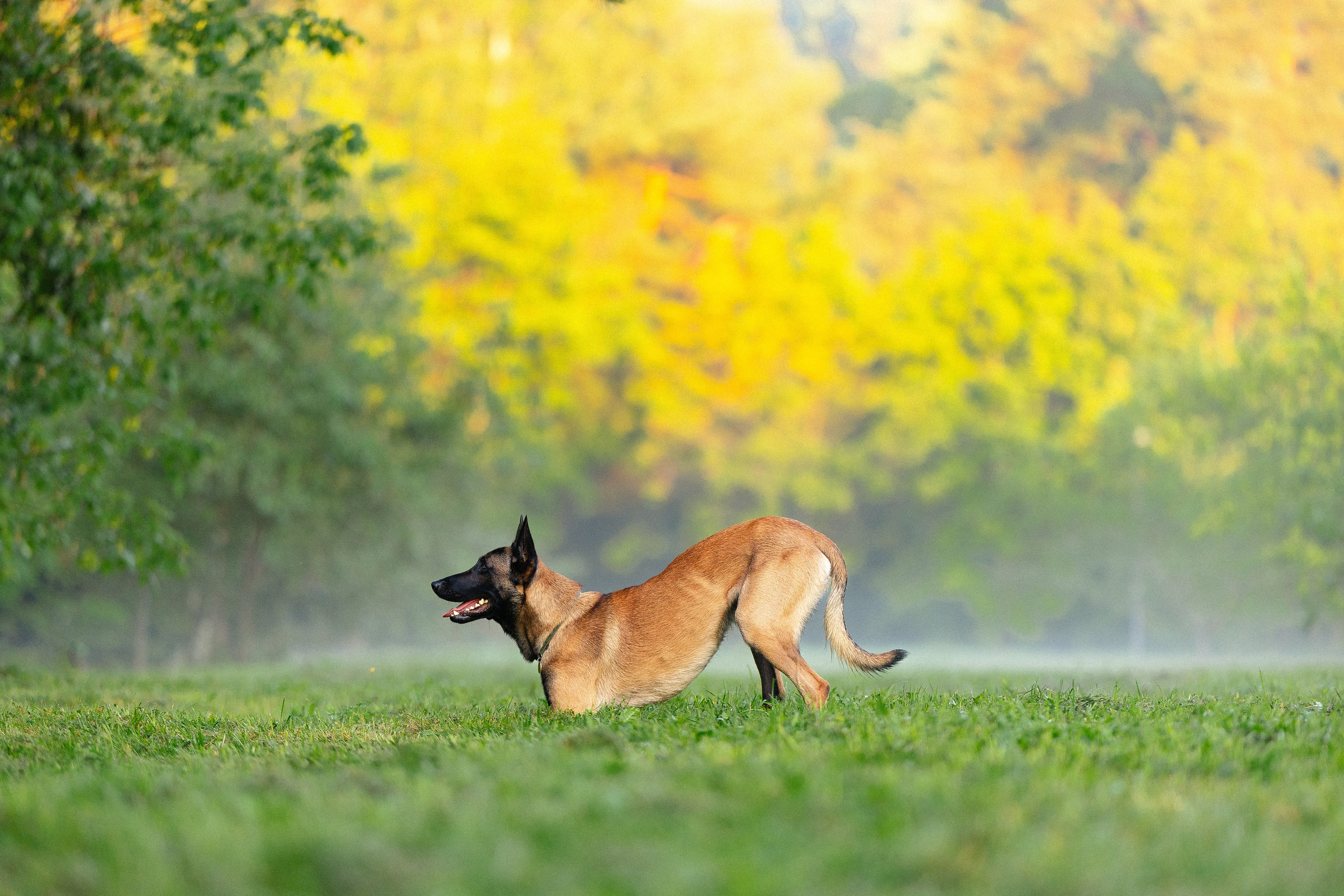 Галина и Кодекс. Фотограф и видеограф анималист Аганина Дарья