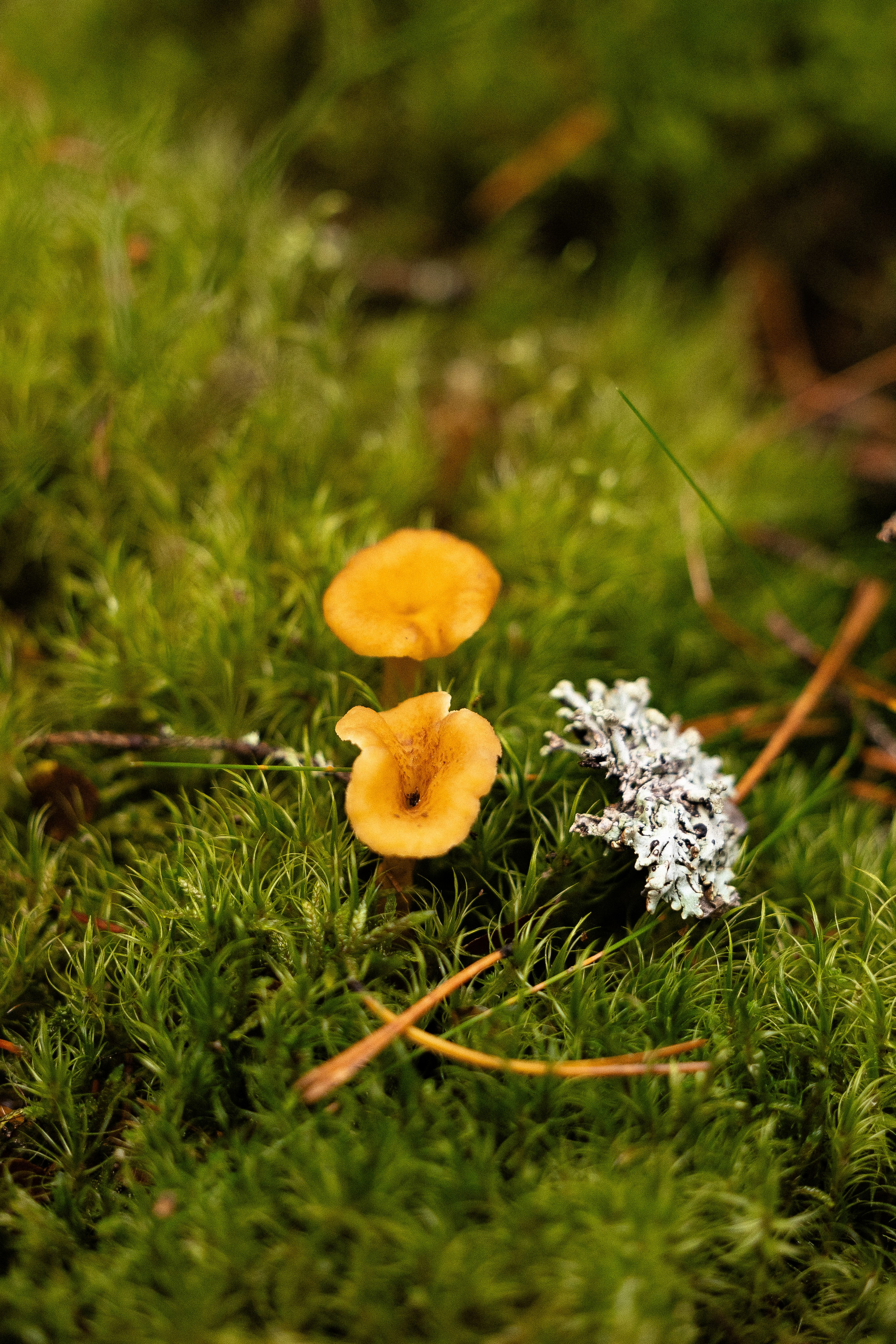 Karelia. Фотограф и видеограф анималист Аганина Дарья