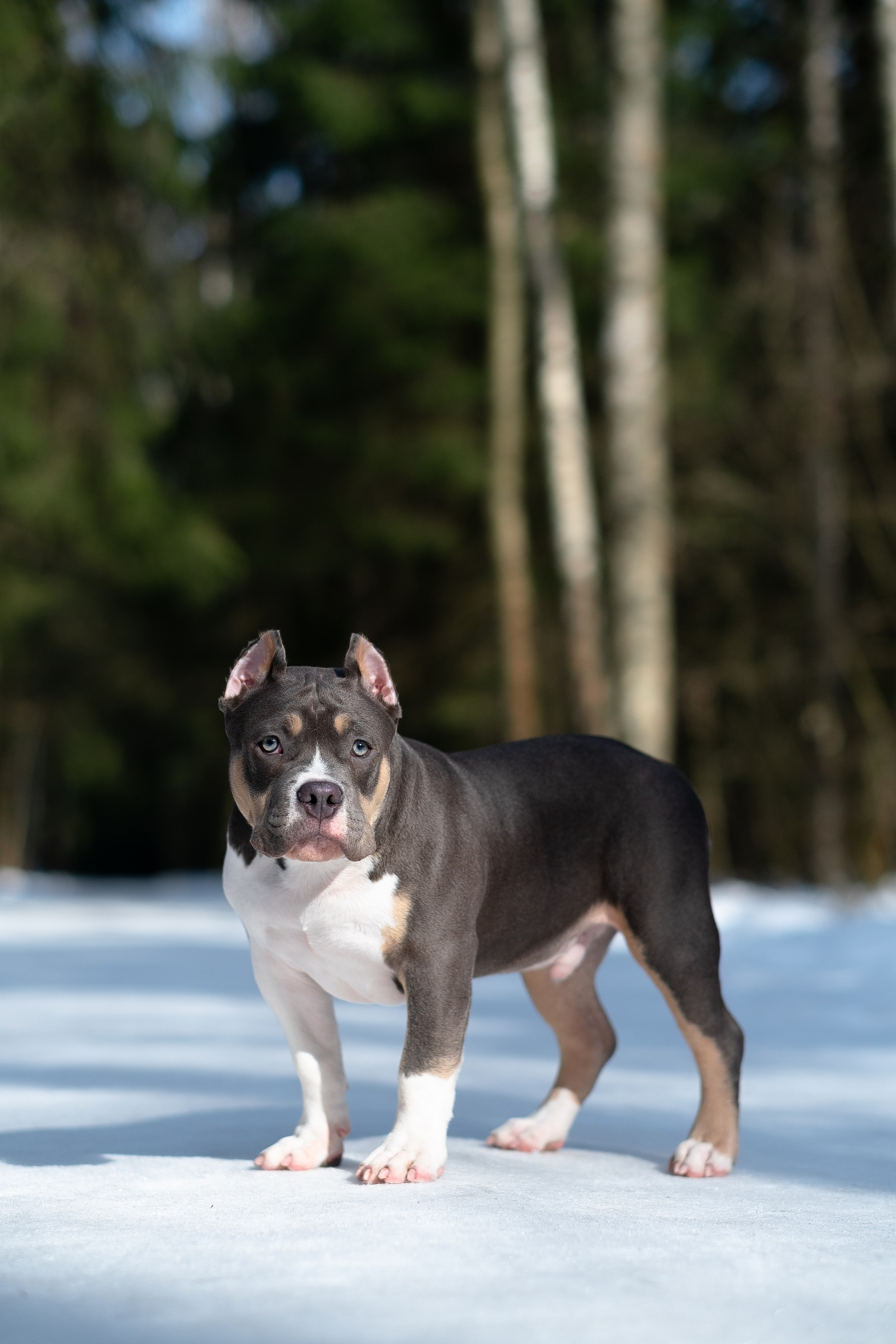 Валерия и Наган. Фотограф и видеограф анималист Аганина Дарья