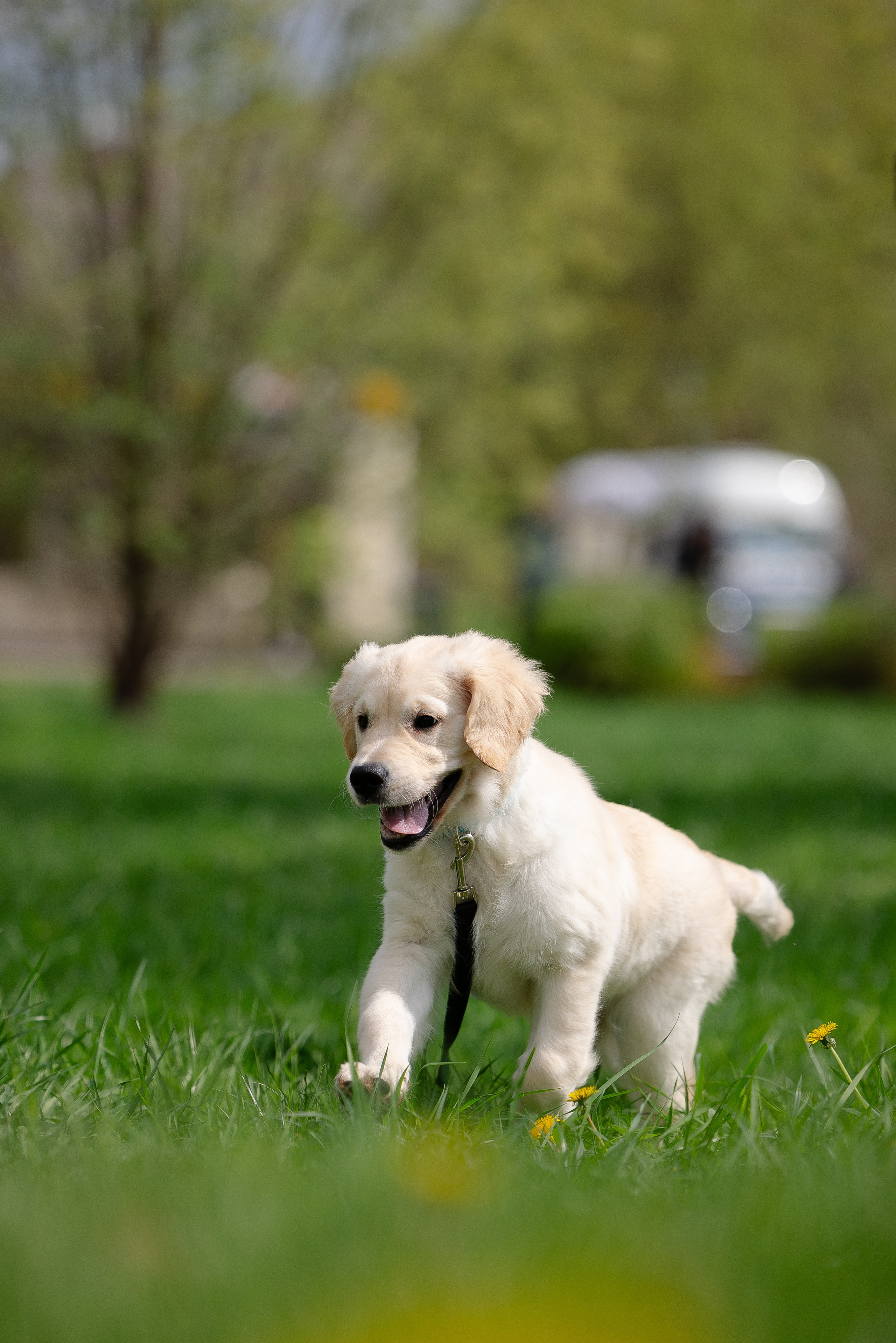 Голден ретривер. Фотограф и видеограф анималист Аганина Дарья