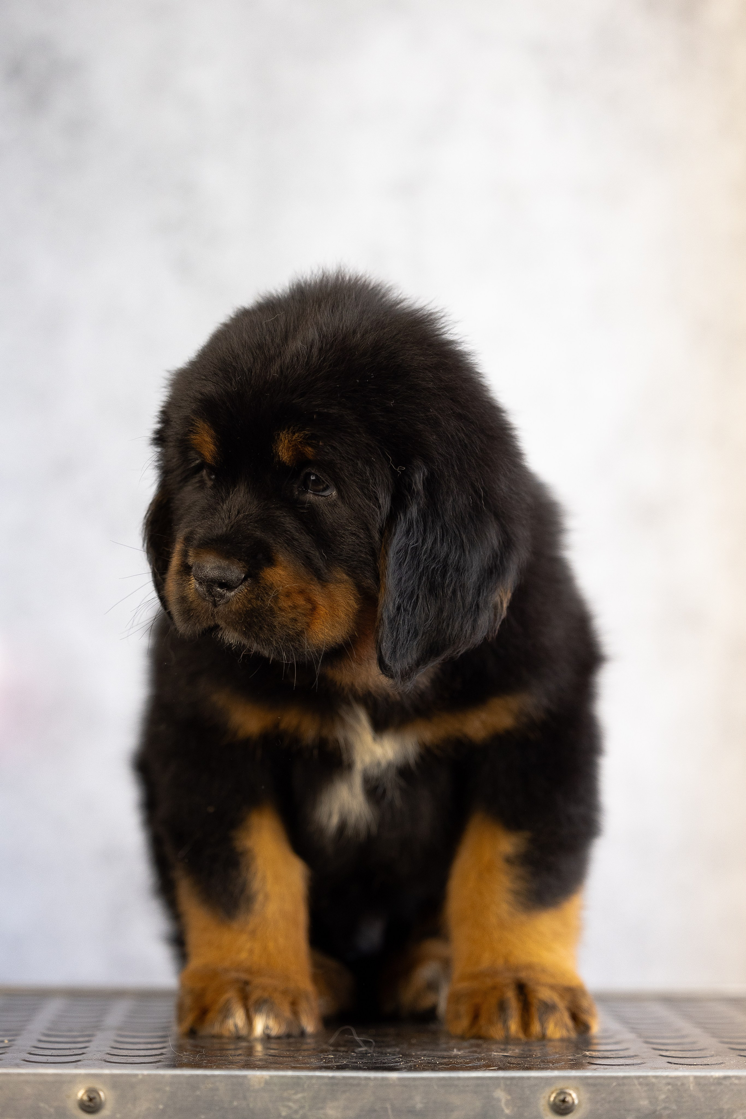 Тибетский мастиф. Фотограф и видеограф анималист Аганина Дарья