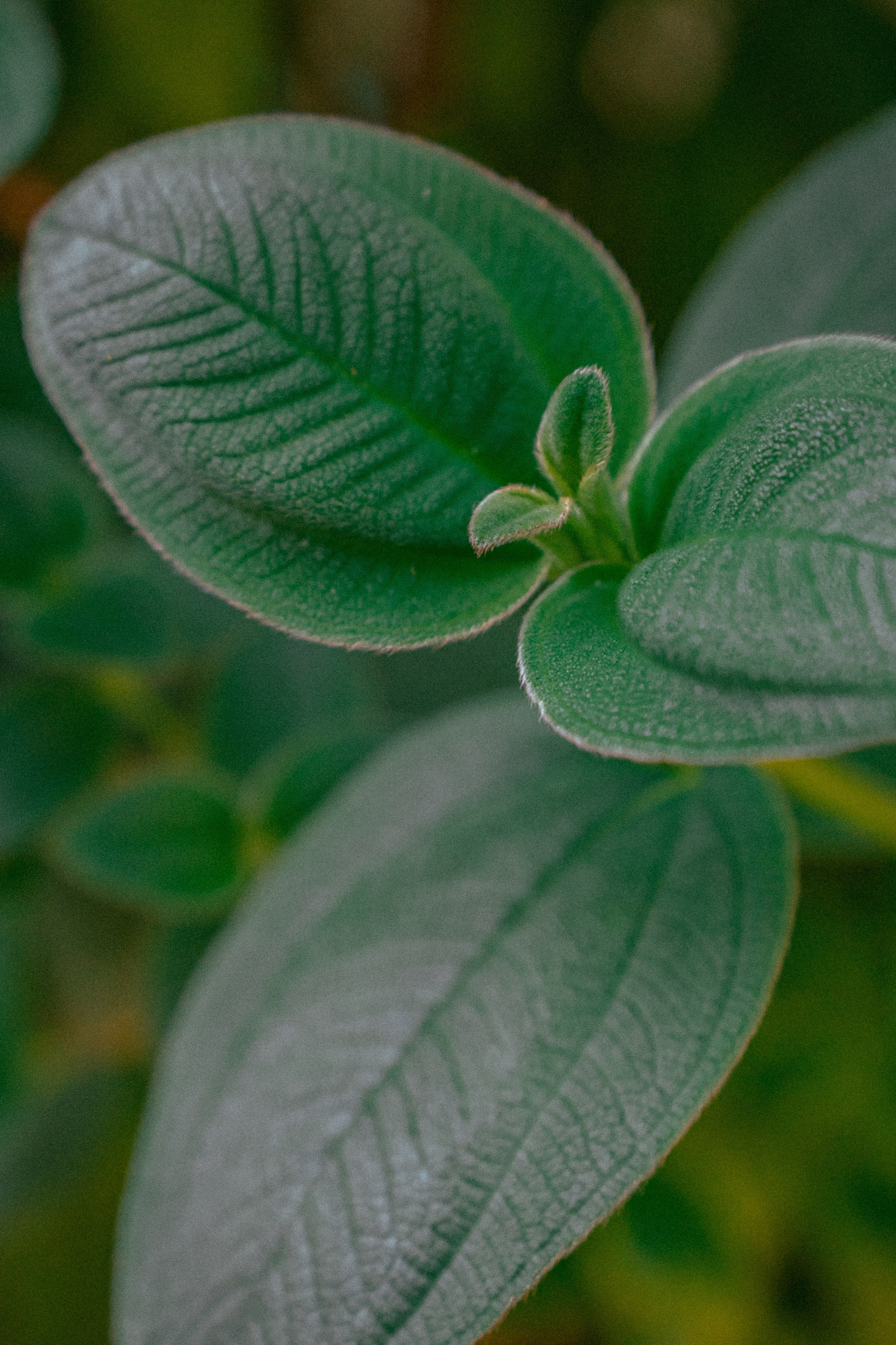 Плато жизни: Эфиопское нагорье. Юля Дэй • Фотограф, Санкт-Петербург
