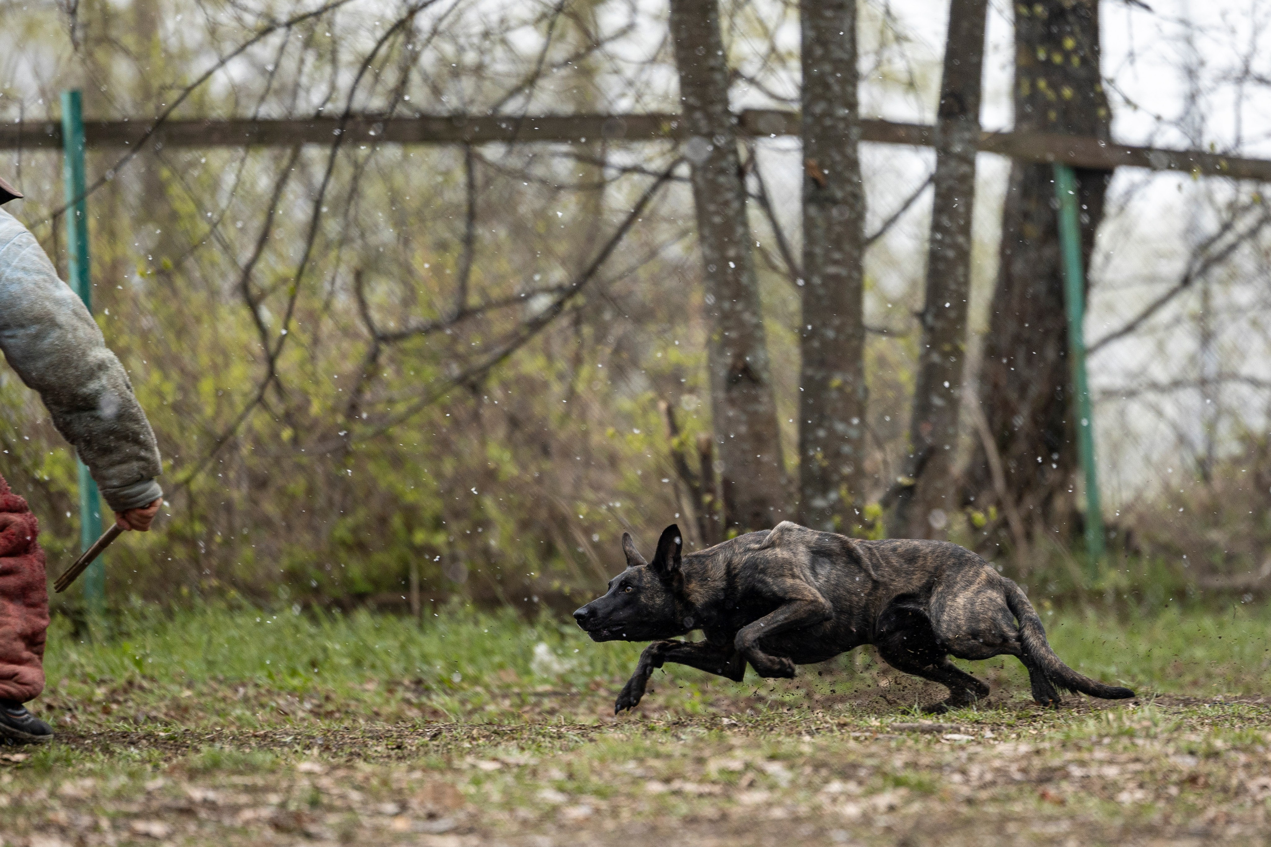 Квалификационные состязания по мондьорингу г. Вологда 11.05.24. Фотограф-анималист Анна Маринич