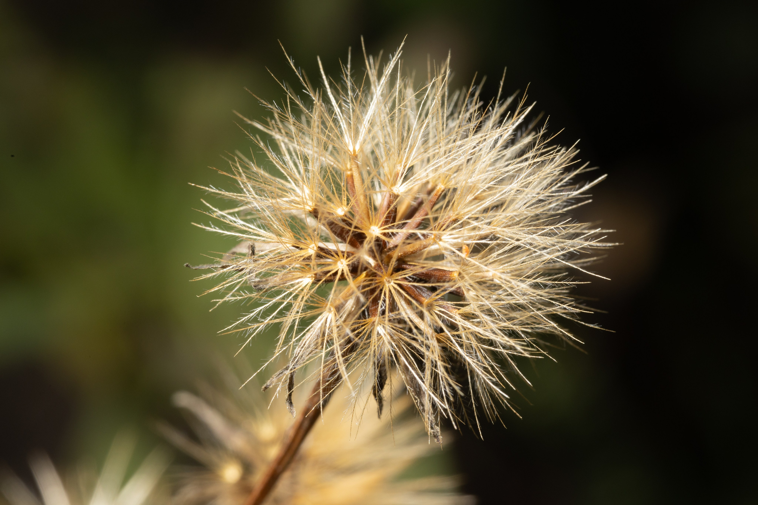 Макро. Фотограф Виктор Степанов