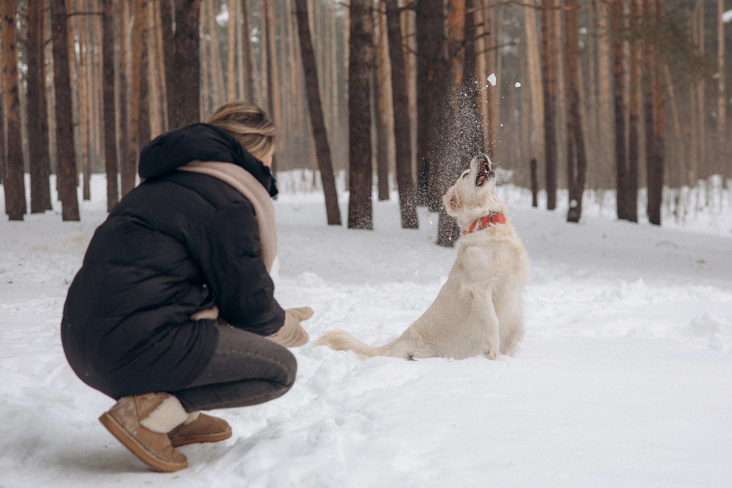 Зима. Лес. Татьяна и Делла. Фотограф анималист в Казани Алина Сулейманова. Фотограф животных