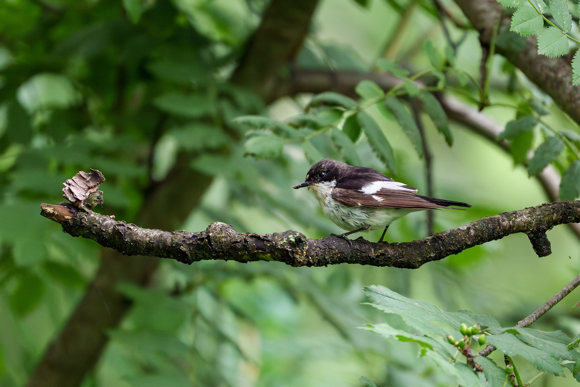 Удивительные мир птиц. Вокруг нас столько прекрасного — присмотритесь!. Ваш личный фотограф Марина Волкова