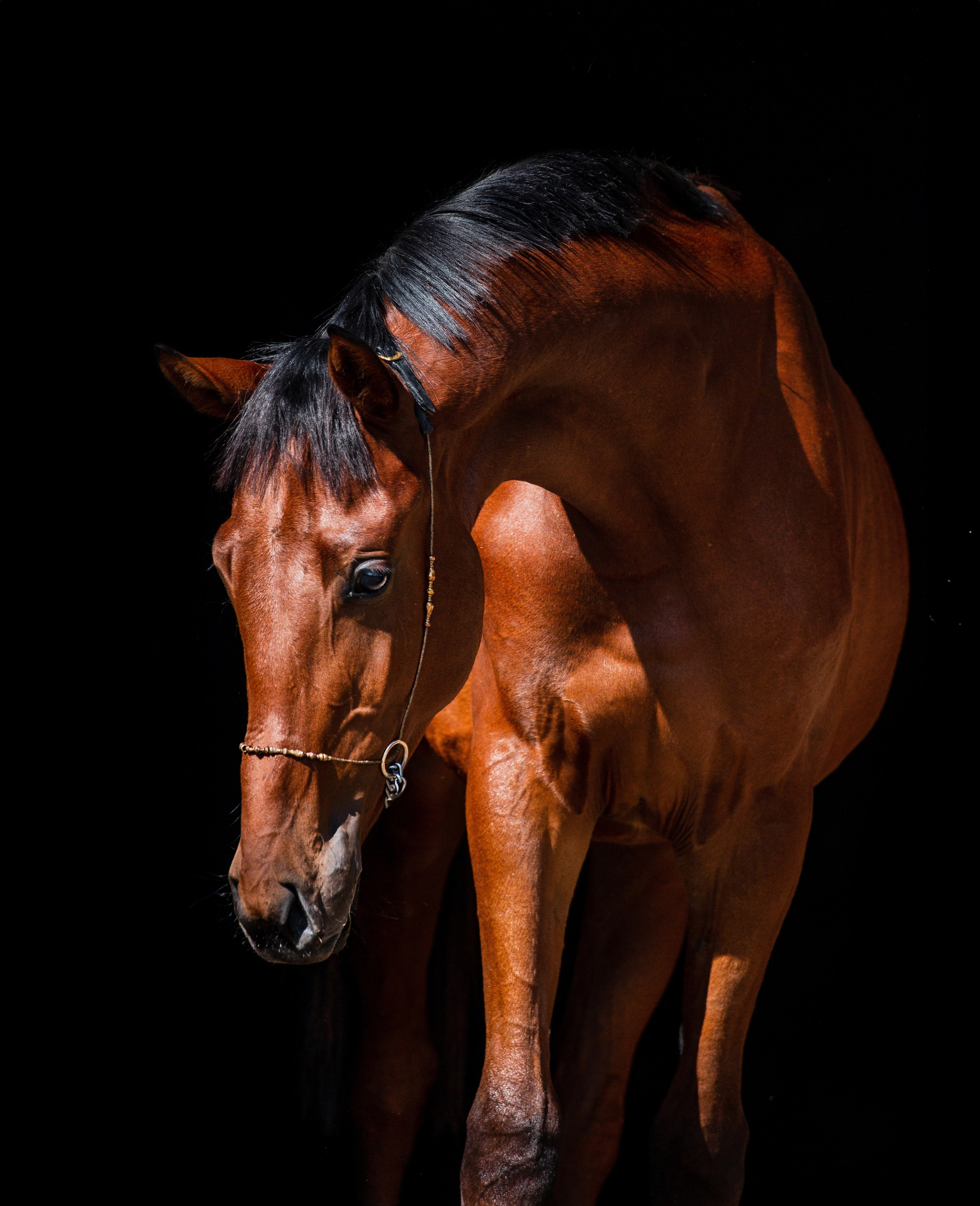 На черном фоне. Фотограф-анималист Ксендзова Кристина