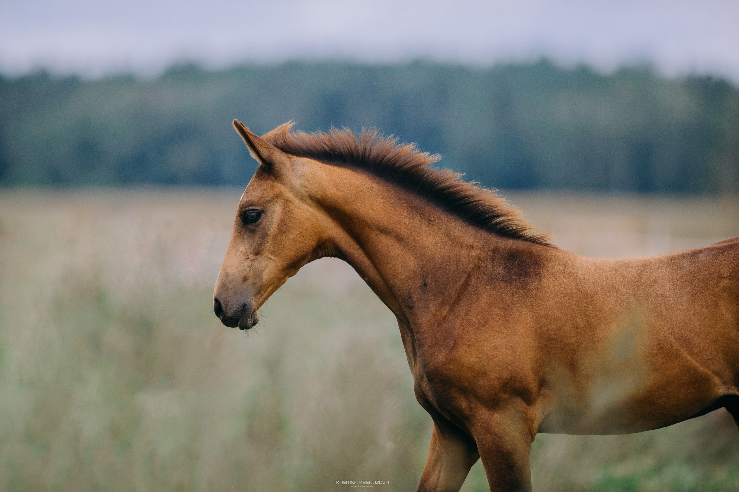 На природе. Фотограф-анималист Ксендзова Кристина