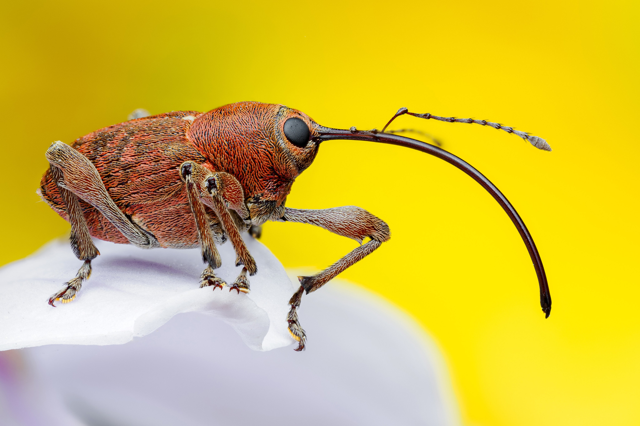 Цветы. Macrolover | Блог о макро и не только