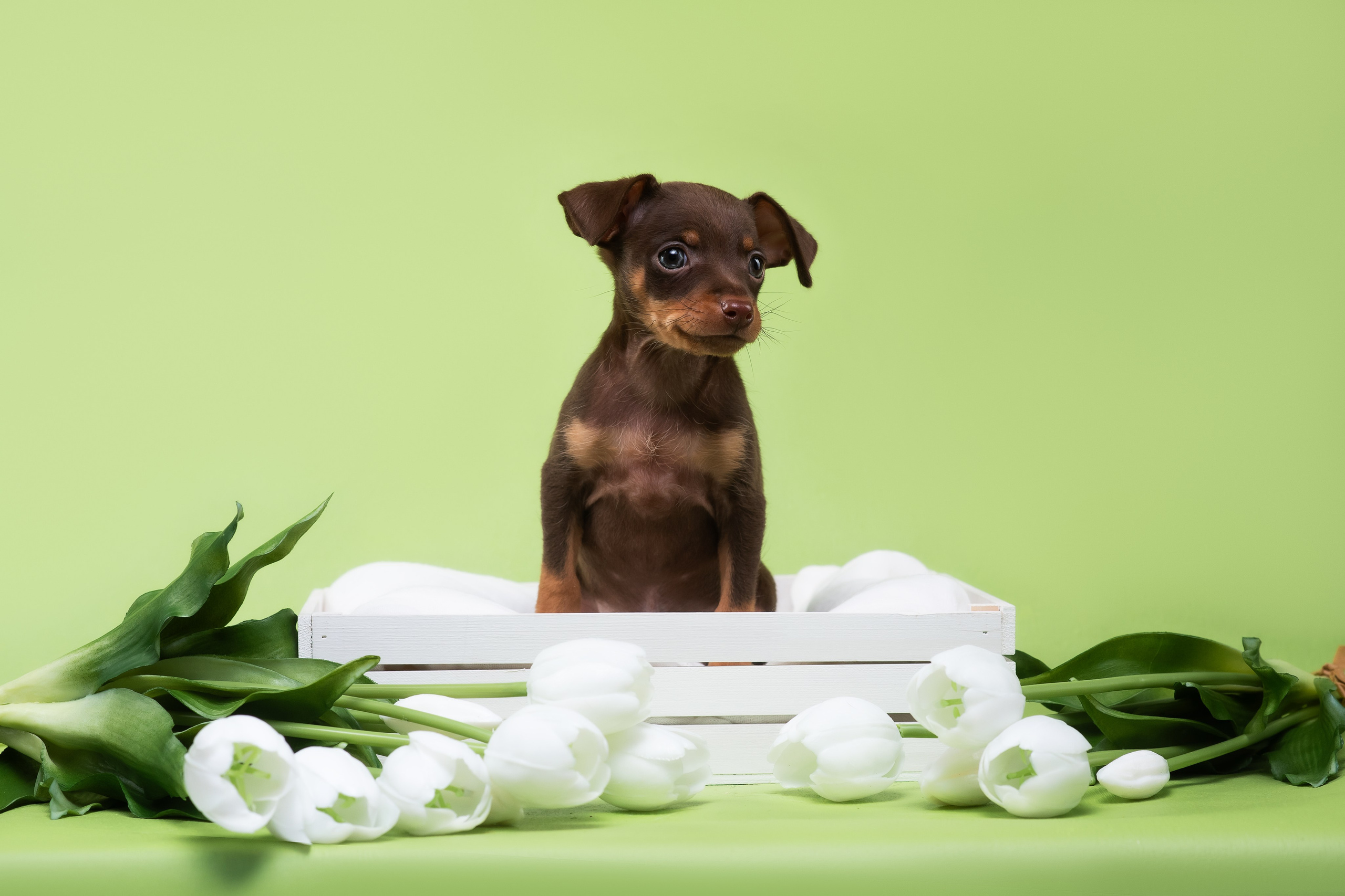 Пражские крысарики — 02.04.2025. Фотограф — Анималист | Анна Абрамова