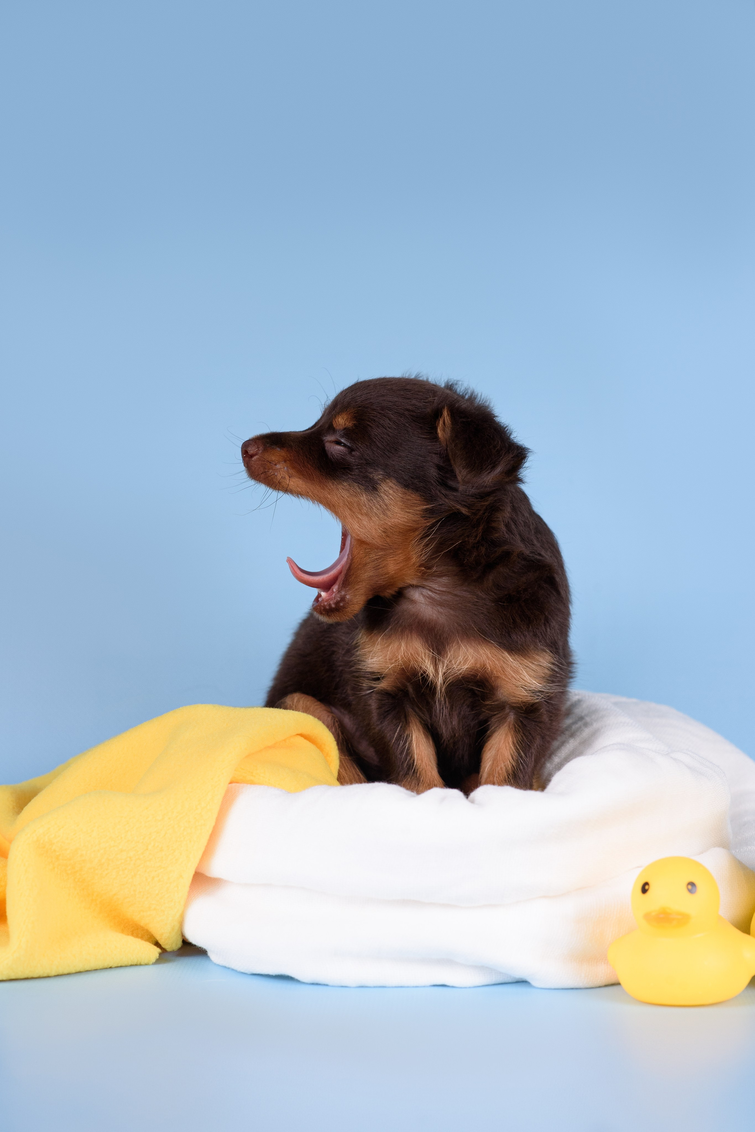 Щенки Пражских крысариков -13.04.2024. Фотограф — Анималист | Анна Абрамова