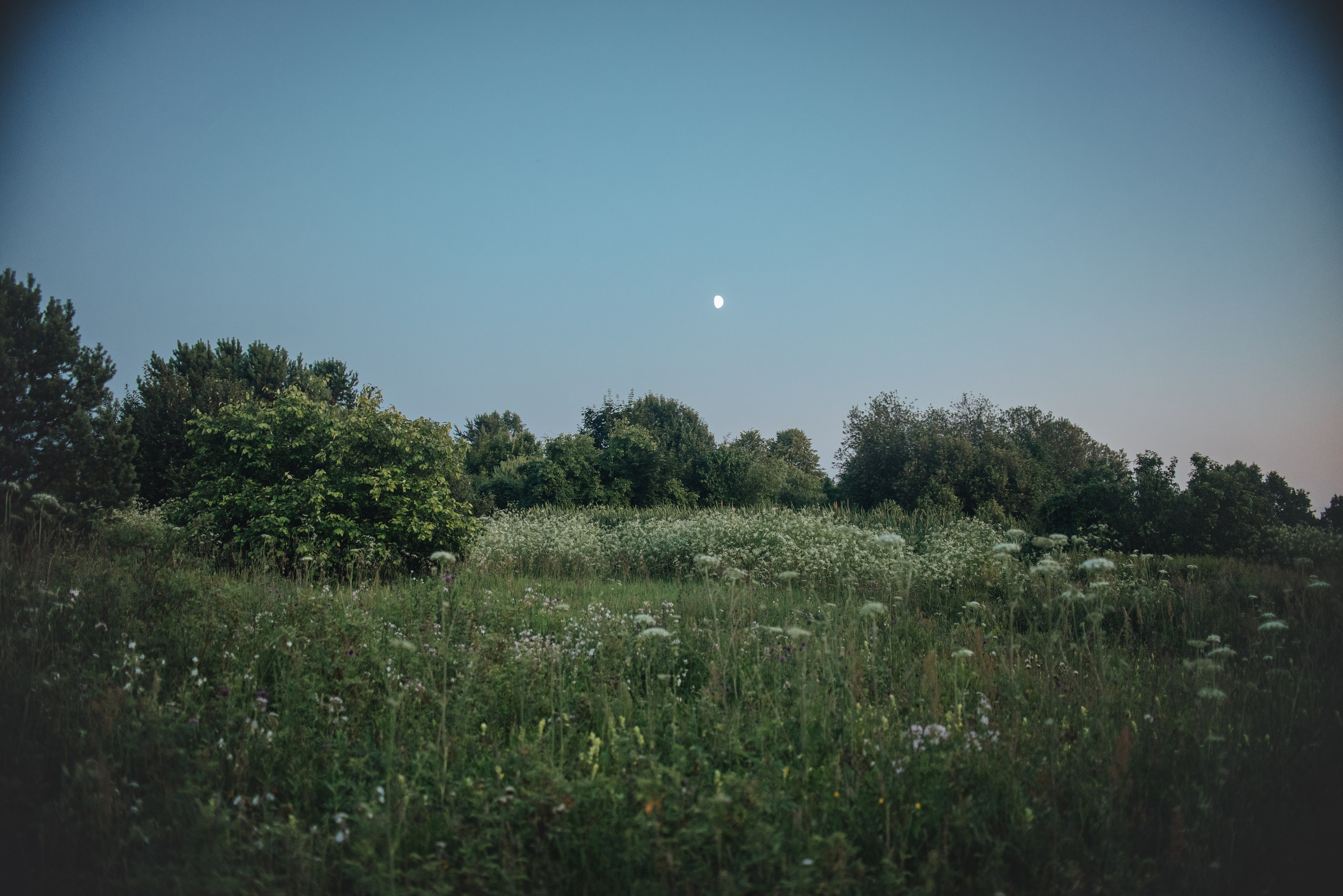 Ксюша и Майя — 05.07.2025. Фотограф — Анималист | Анна Абрамова