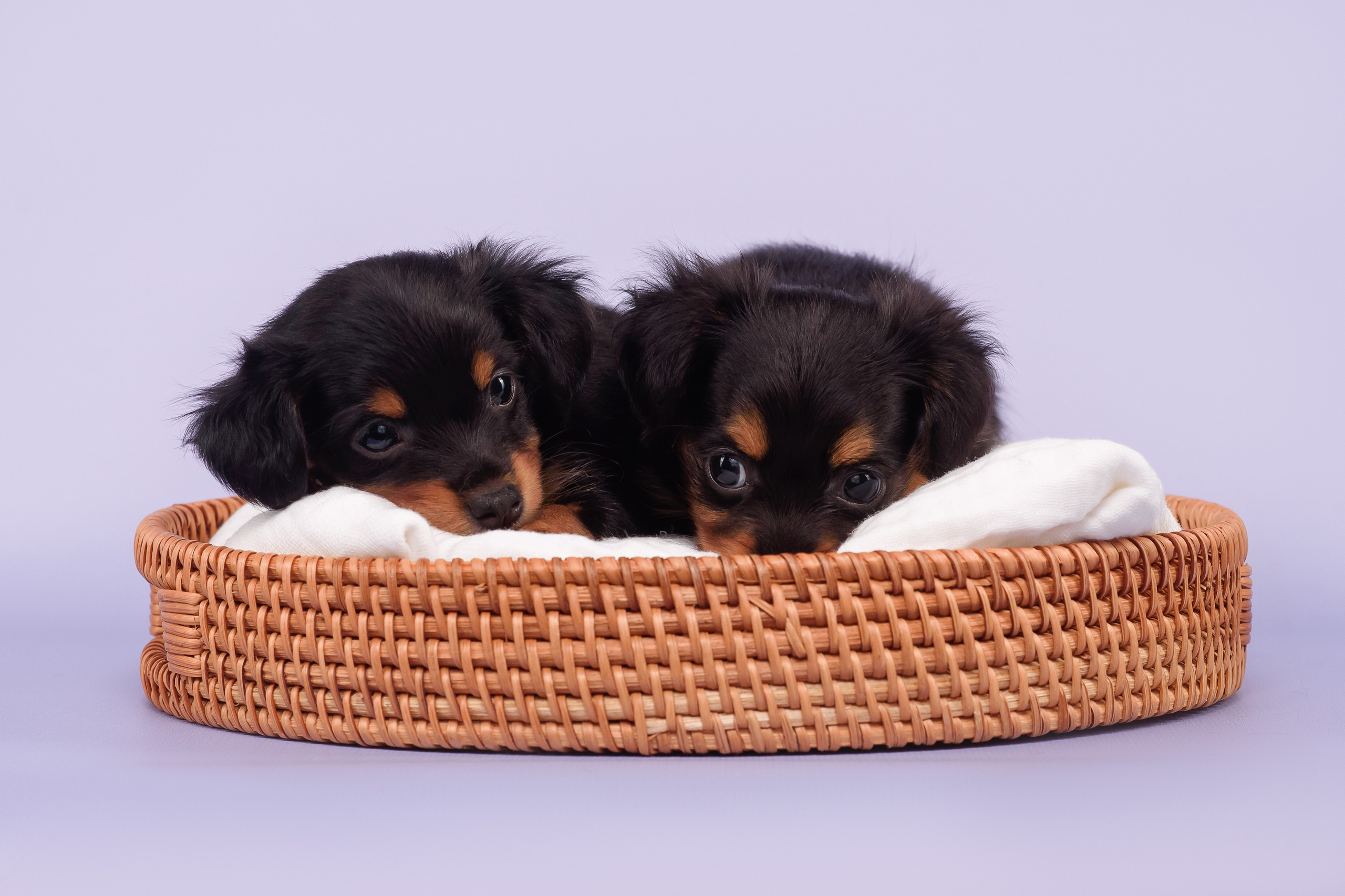 Малыши пражских крысариков — 30.07.2025. Фотограф — Анималист | Анна Абрамова