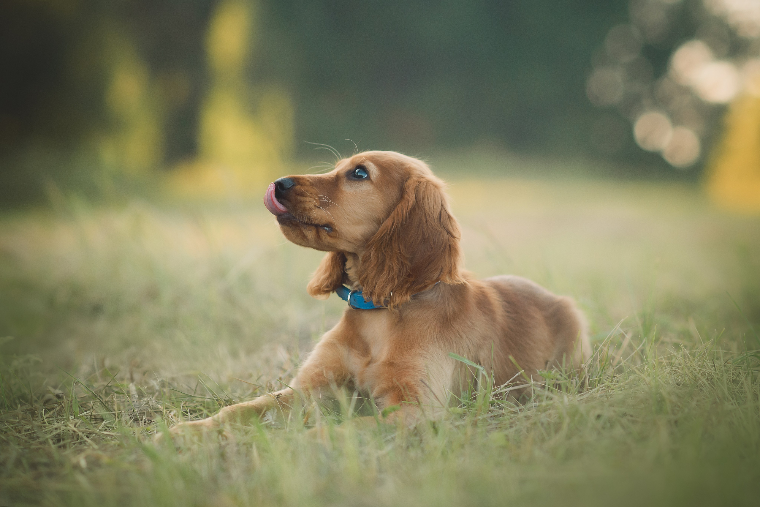 Наташа, Агата, Назар и Август — 17.07.2025. Фотограф — Анималист | Анна Абрамова