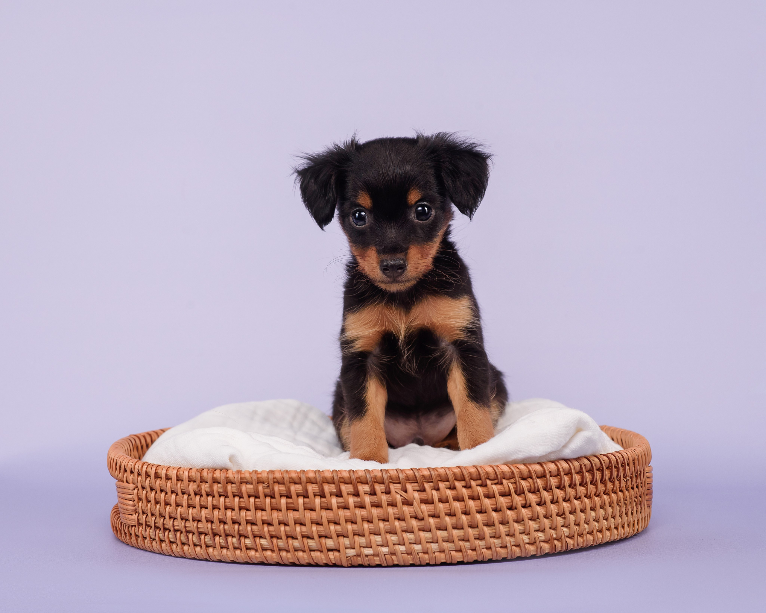 Малыши пражских крысариков — 30.07.2025. Фотограф — Анималист | Анна Абрамова