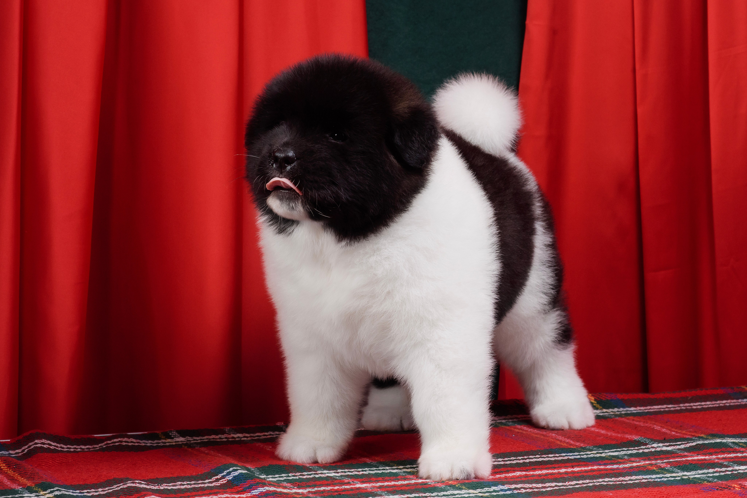 Щенки Американской Акиты. Фотограф — Анималист | Анна Абрамова