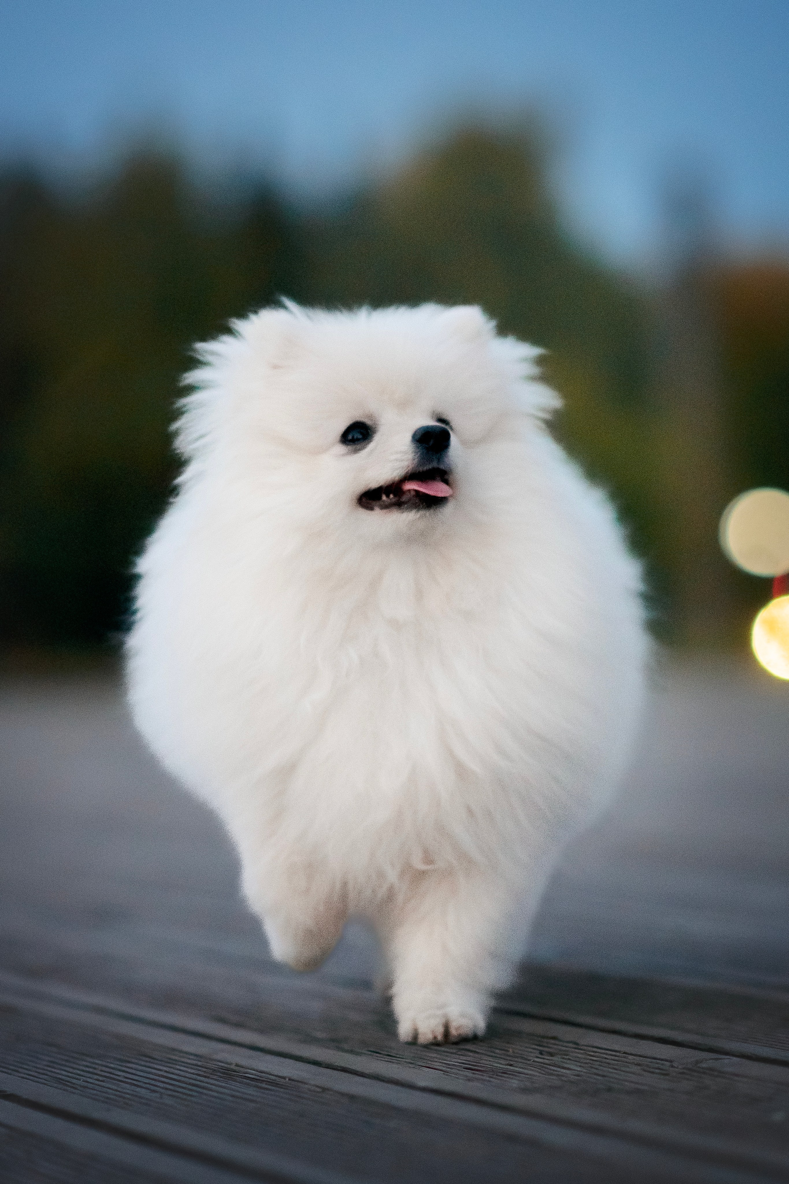 Малый немецкий шпиц — 18.09.2025. Фотограф — Анималист | Анна Абрамова