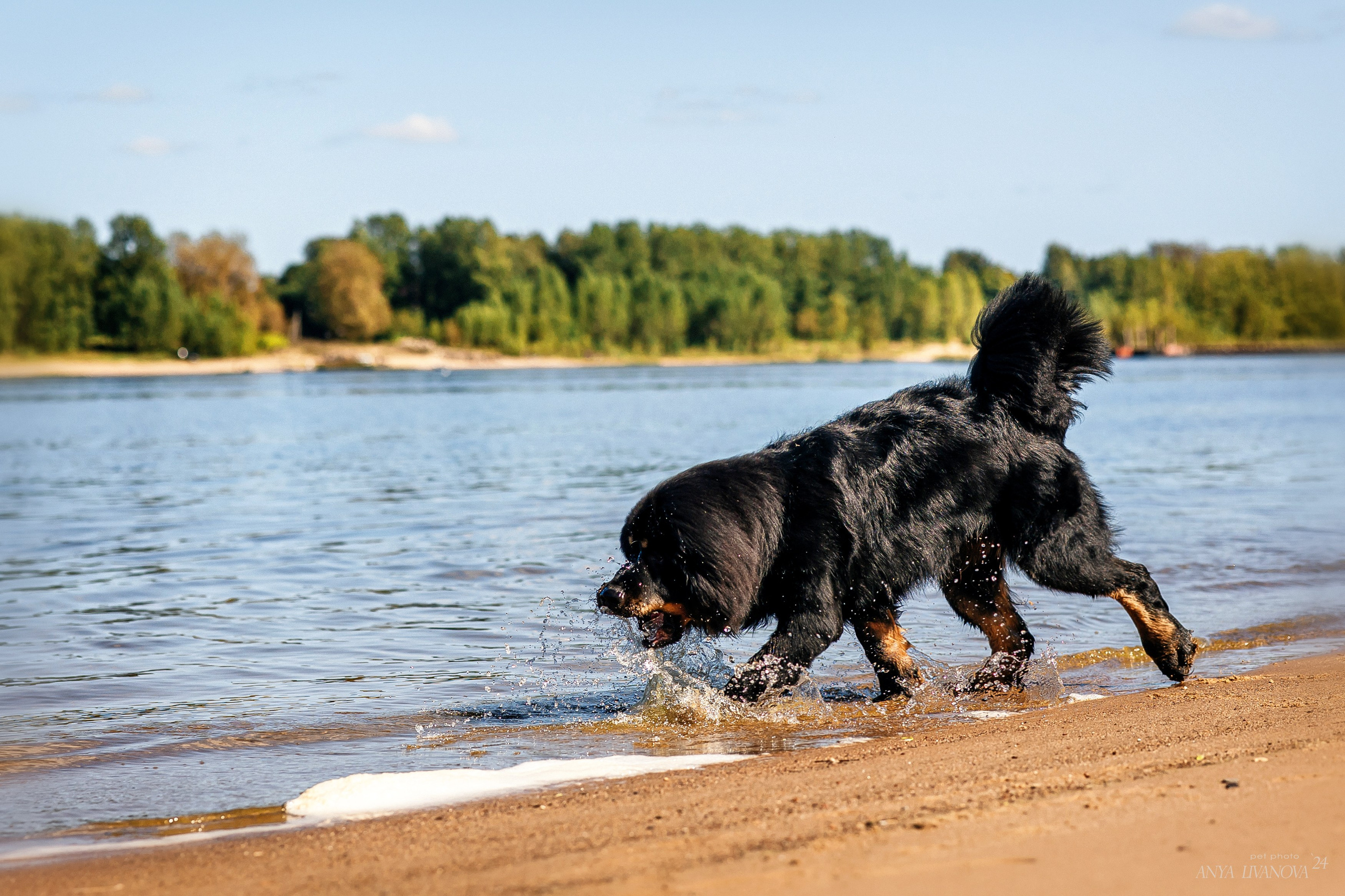 Адмирал. Фотограф анималист Аня Ливанова | Рыбинск